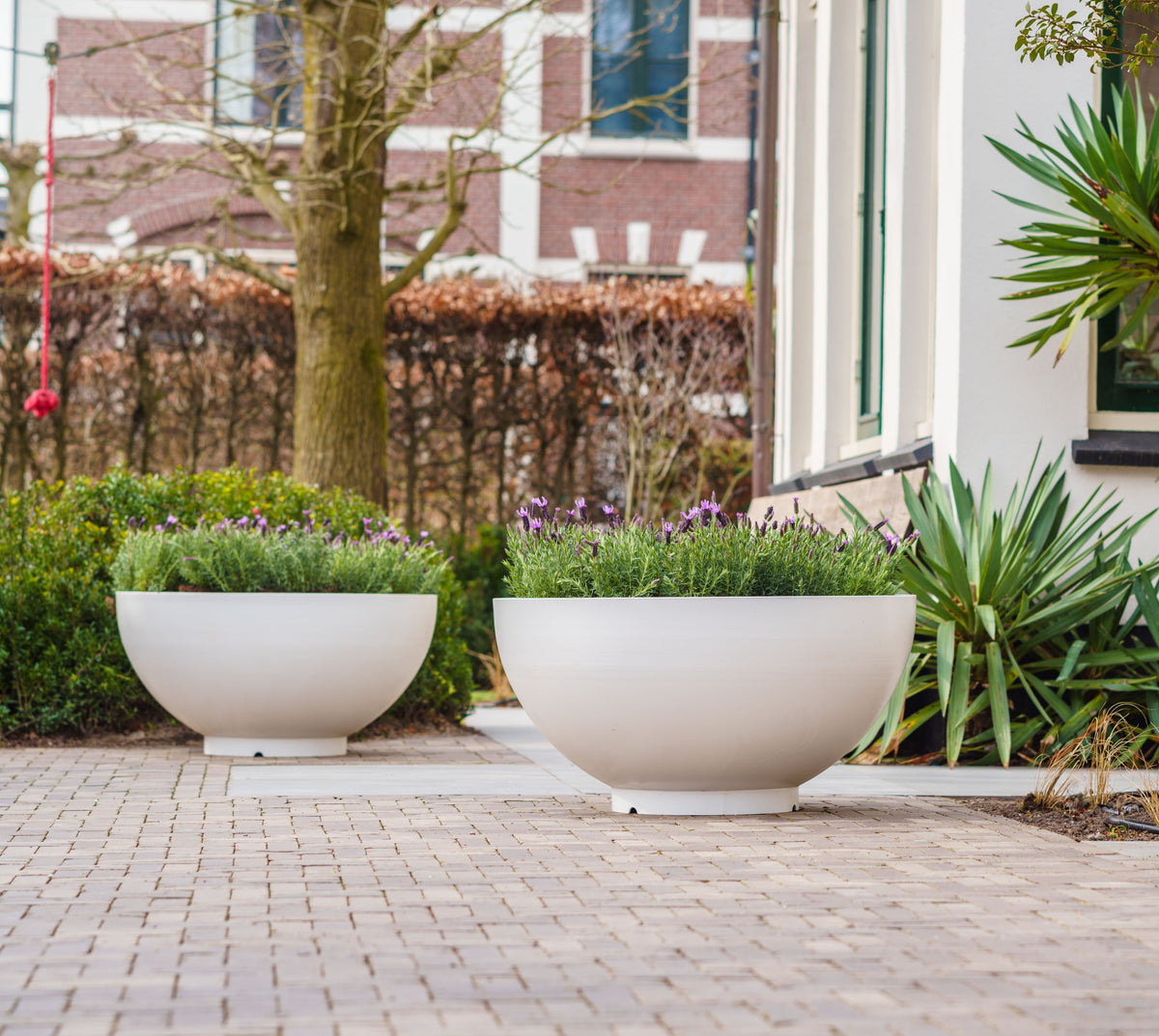 Two large round concrete planters filled with green foliage and small purple flowers, placed on a paved walkway outdoors near a building and shrubs.