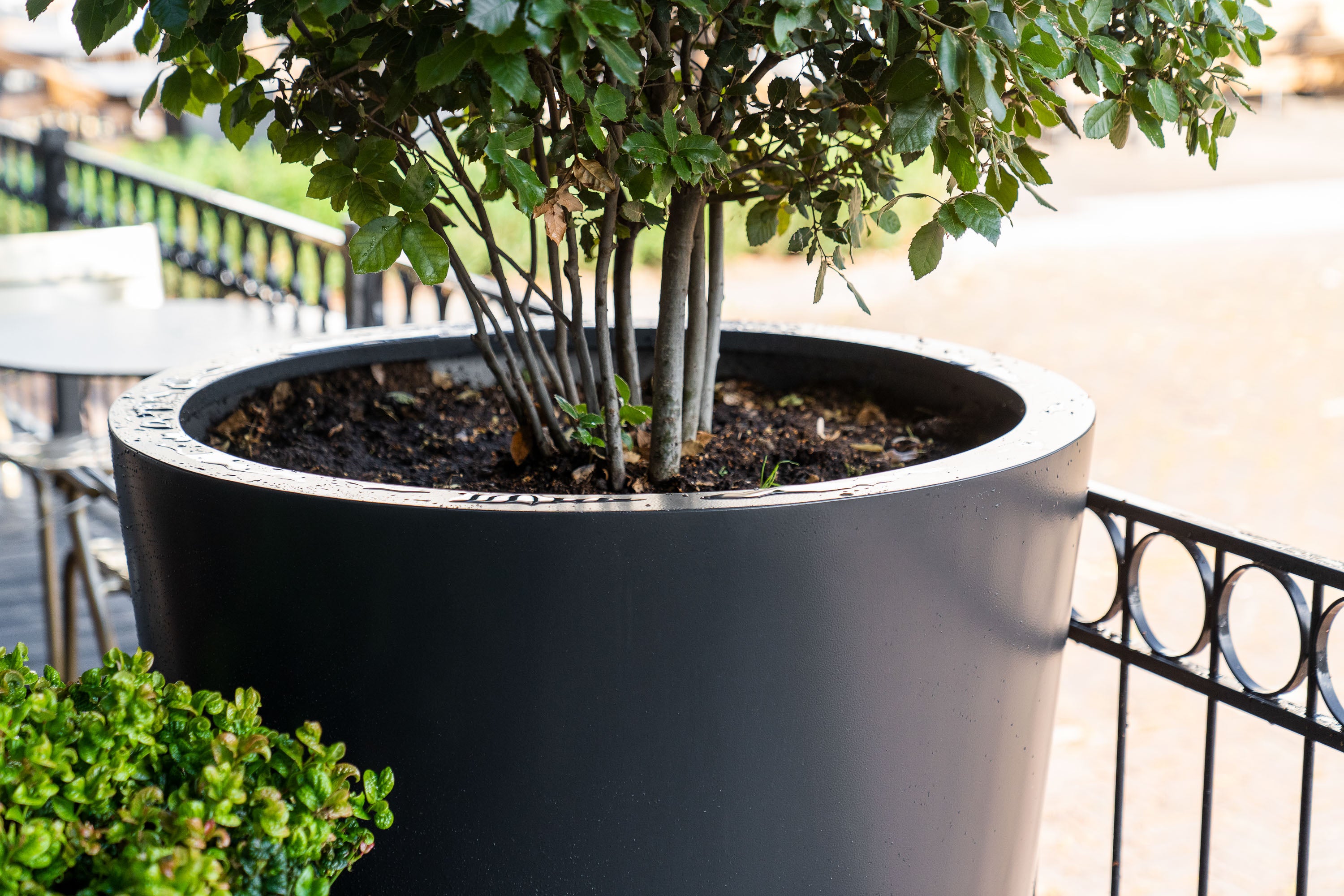 Large black planter with a tree on a patio