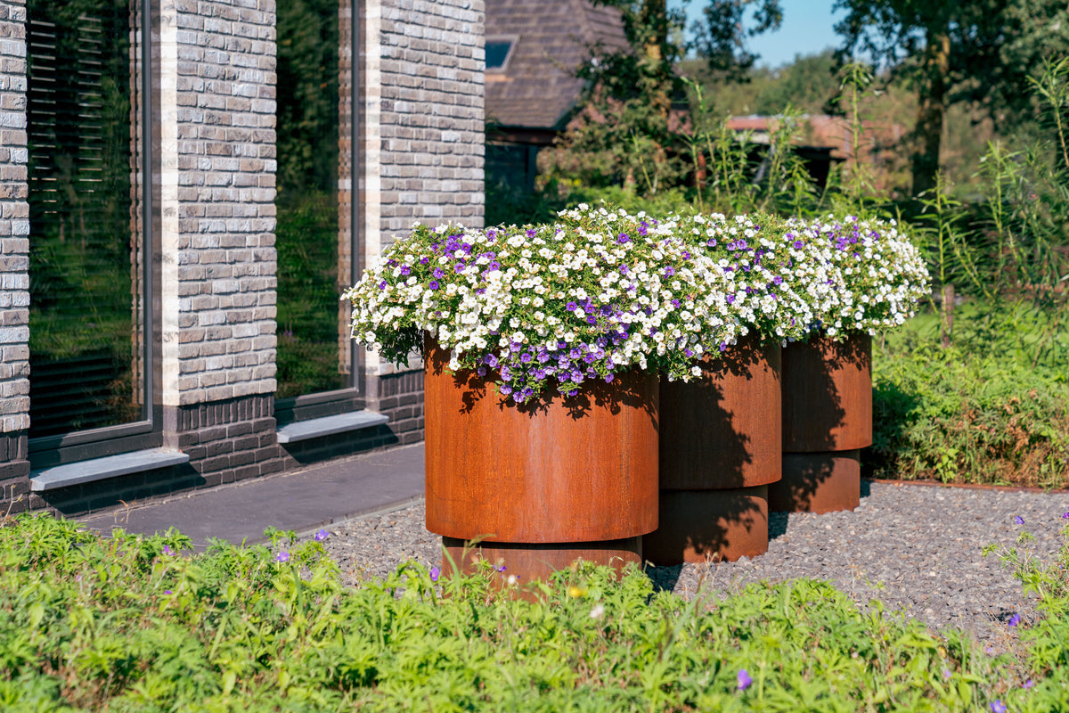 Three large cylindrical rusted metal planters filled with dense white and purple flowers, placed outdoors on a gravel path beside a modern gray brick building.