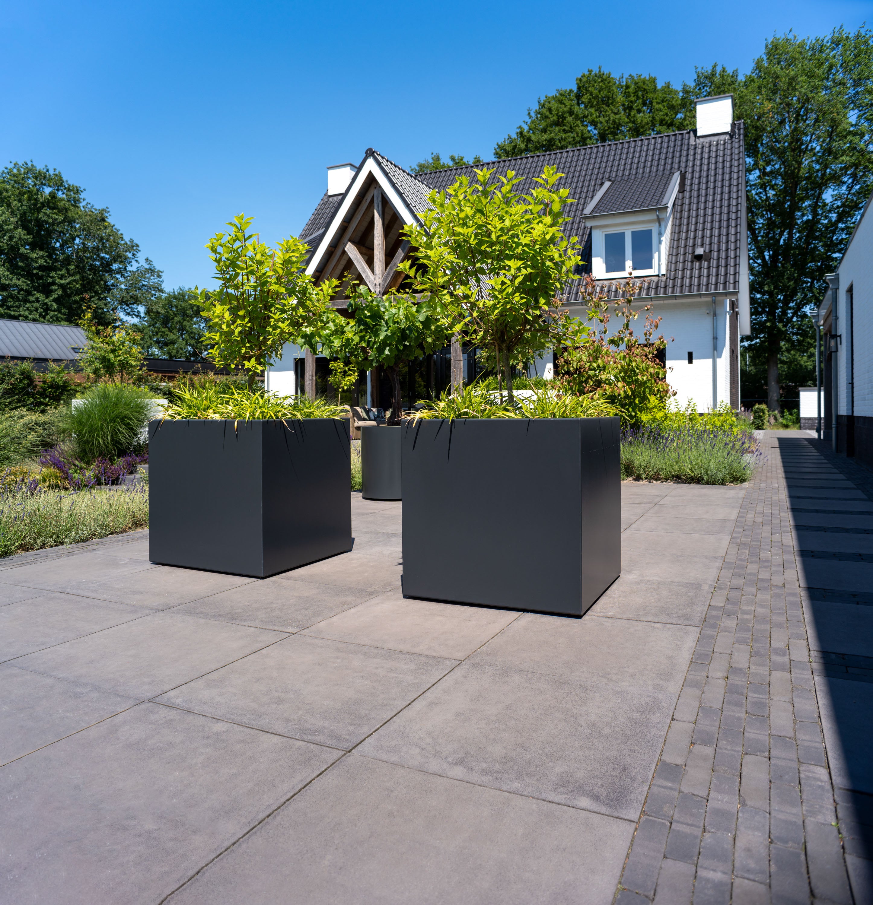 black cube planters on paving planted with trees in front of a house