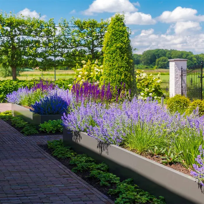 Garden with lavender and other plants under a blue sky with clouds.