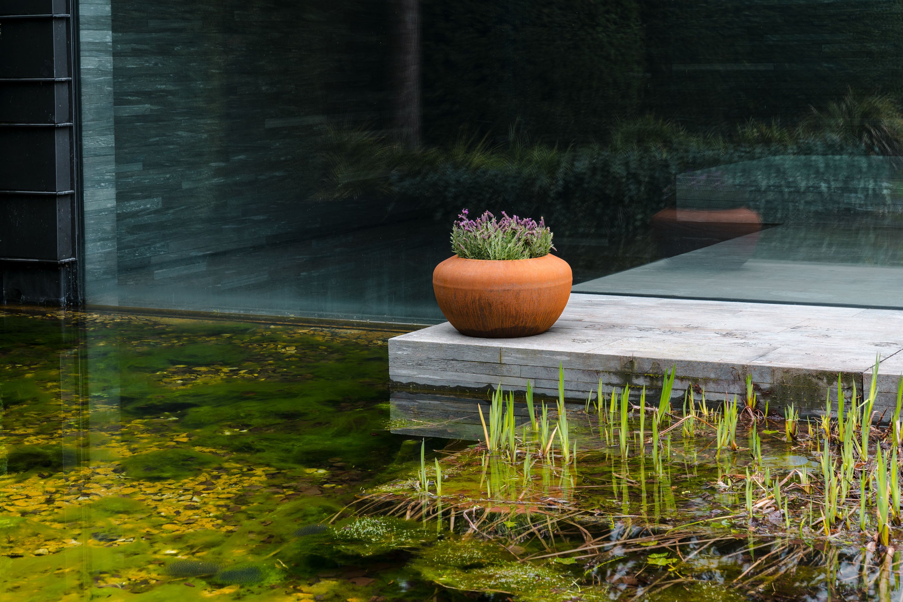 corten pot with purple flowers on a stone ledge by a pond