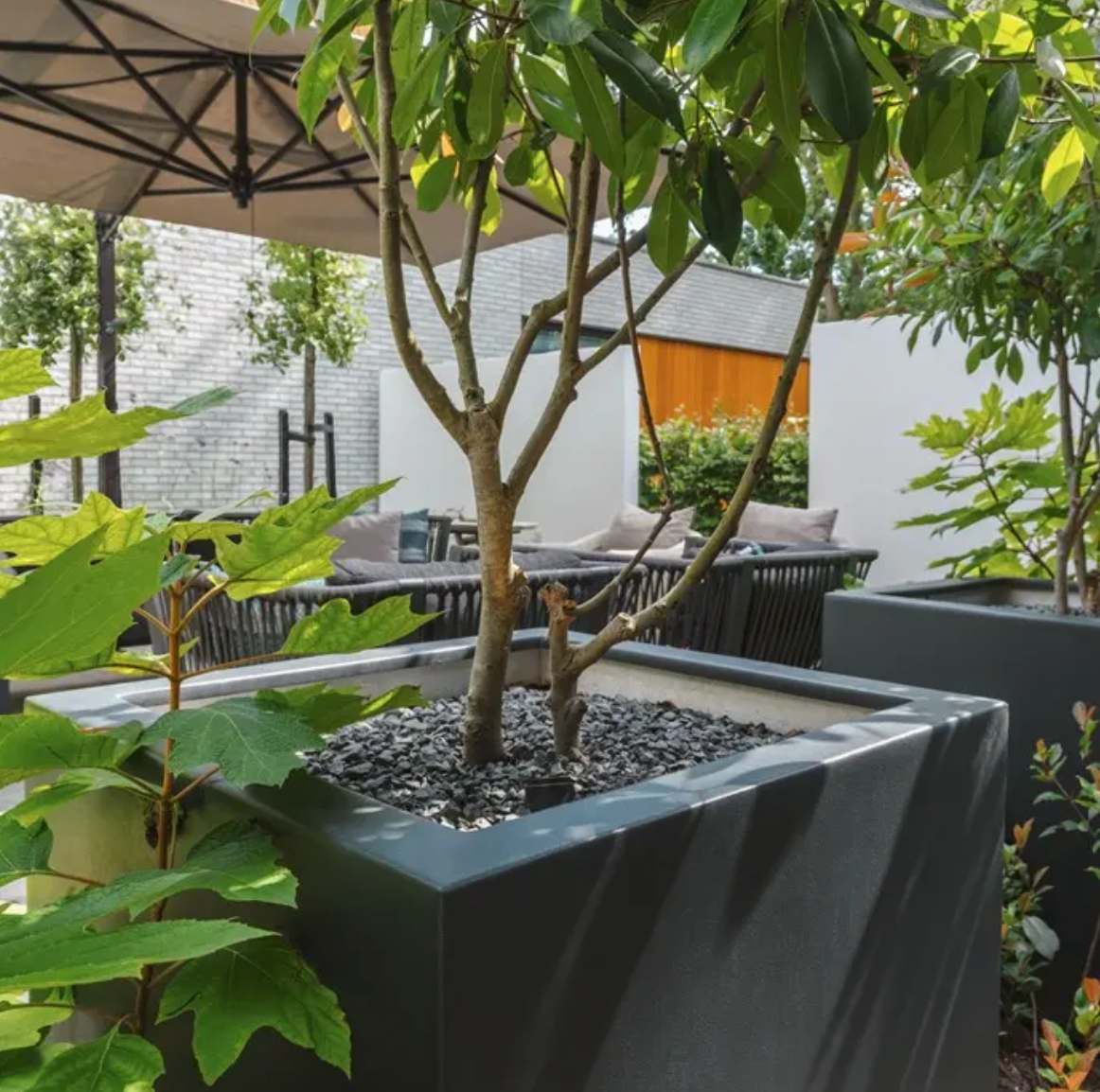 Outdoor patio area with a tree in a planter and a pergola.