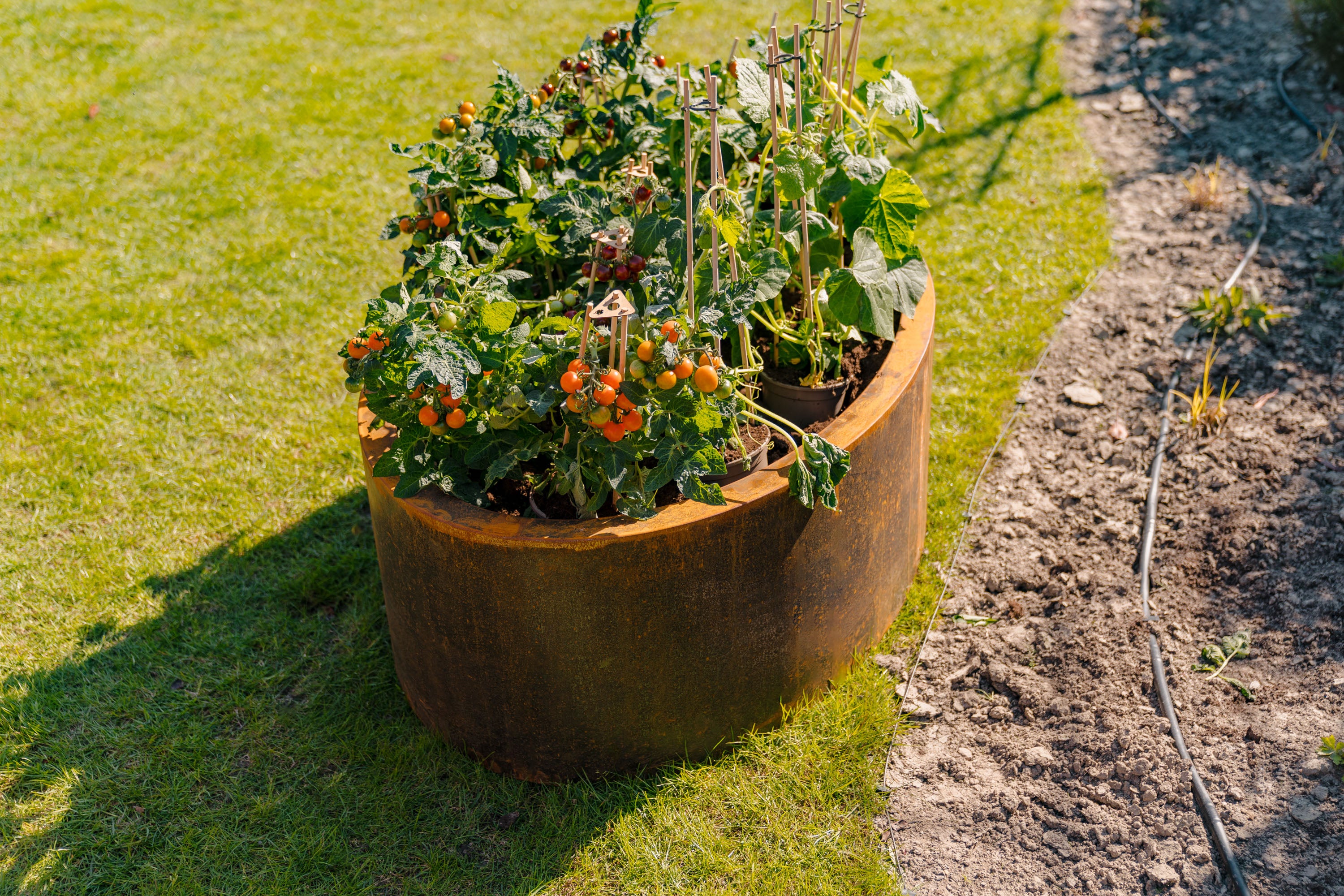 Container garden with plants and vegetables on a grassy area