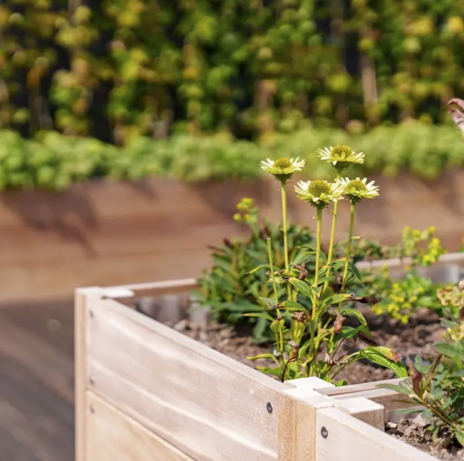 Carrez Hardwood Trough