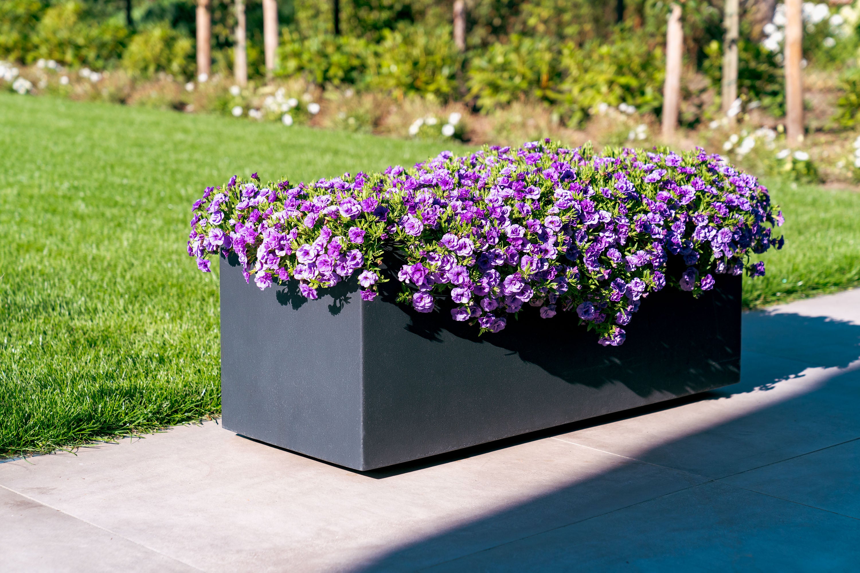 black trough shaped planter on wheels planted with purple flowers next to a lawn