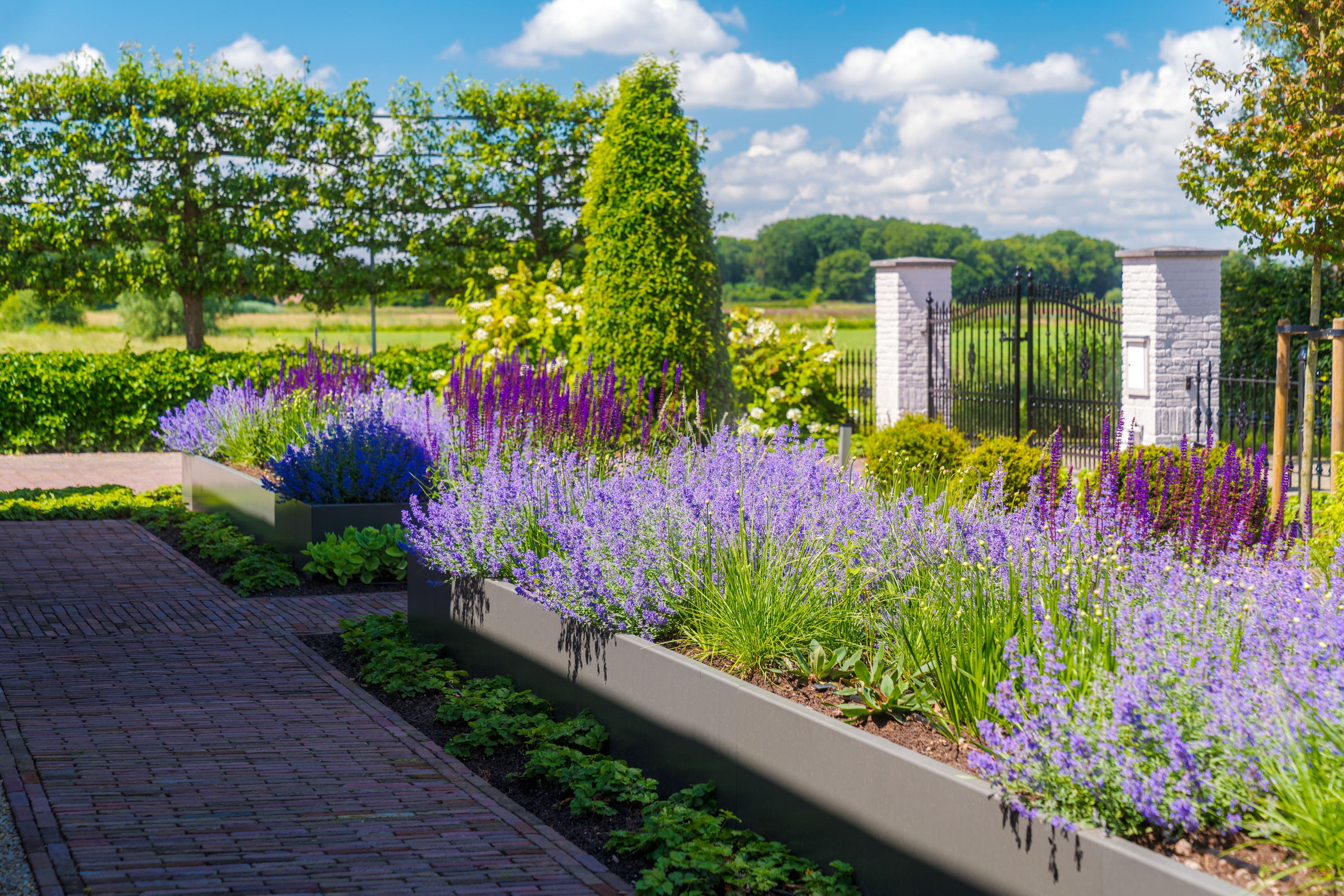 A landscaped garden bed with rows of purple lavender and blue flowers in long raised planters beside a brick walkway, with trimmed green trees and a black metal gate in the background under a blue sky with white clouds.