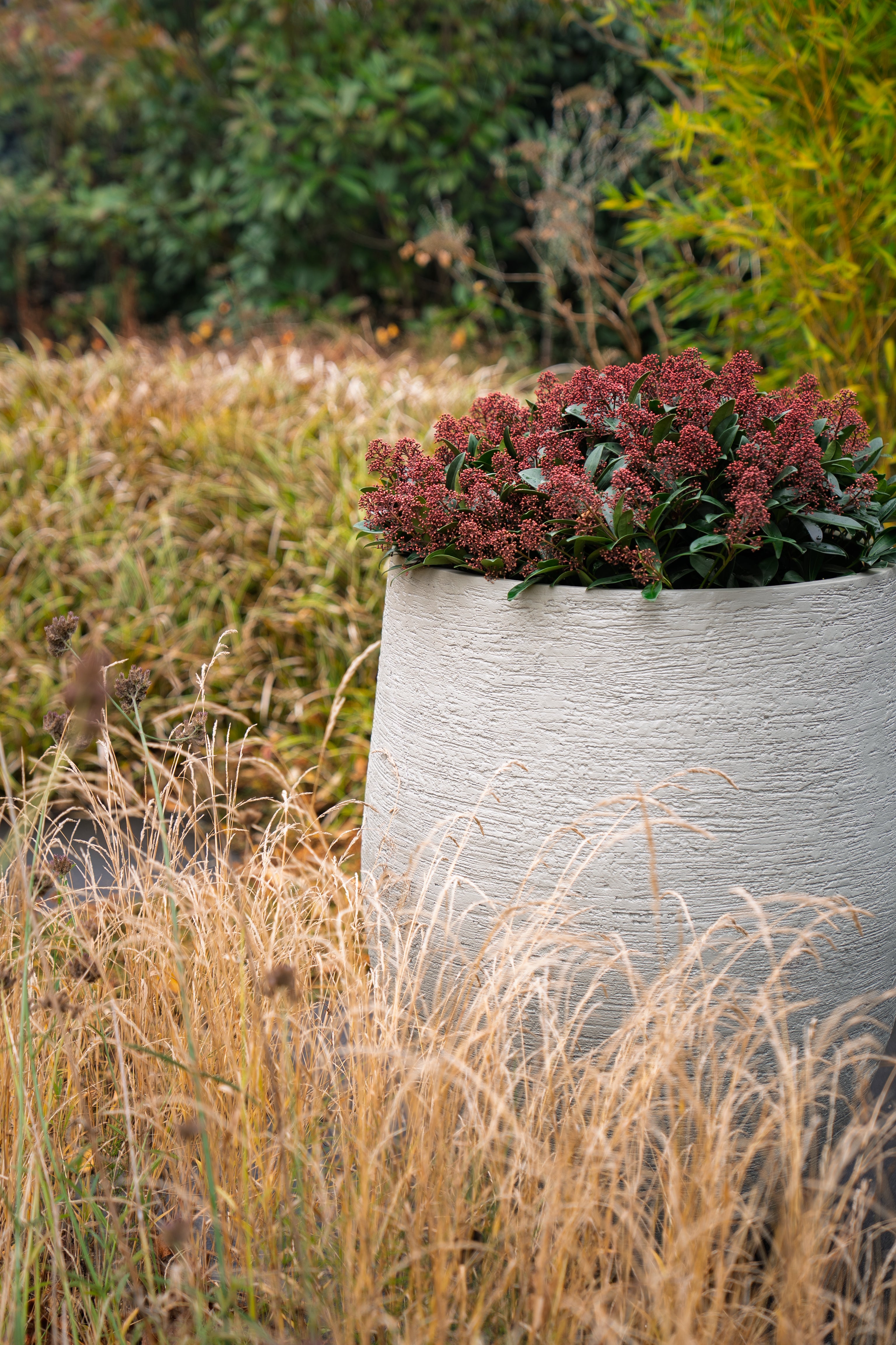 A textured light gray concrete planter filled with burgundy-red foliage and green leaves, set in a natural outdoor garden bed with dry golden grasses and blurred greenery in the background.