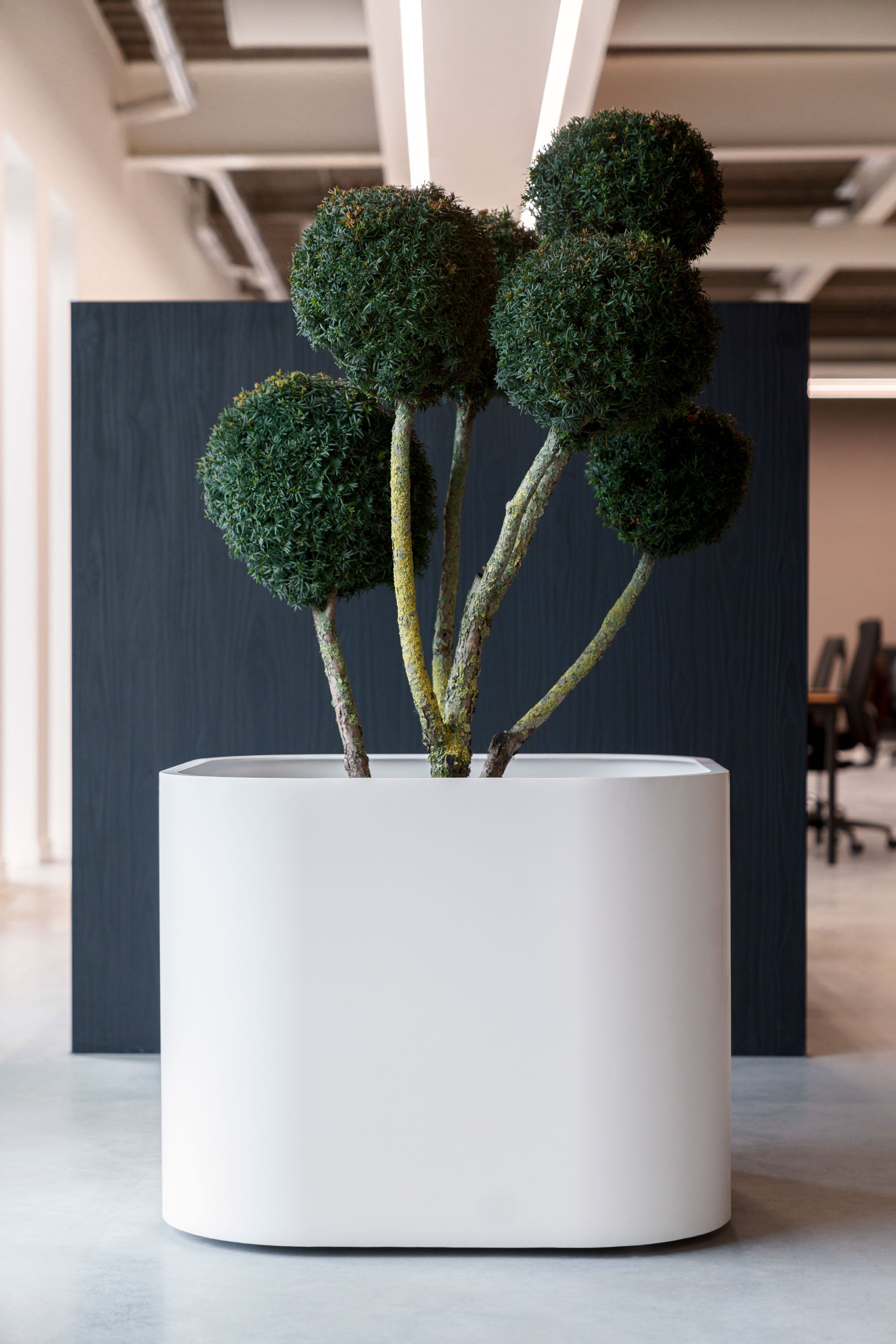 A sculptural white cylindrical planter holding a sculptural topiary-style plant with five rounded dark green mounded foliage balls on slender stems, set indoors against a dark vertical panel and light floor.