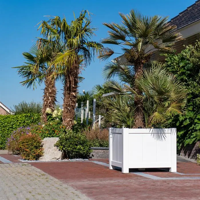square white large planter with palms on paving