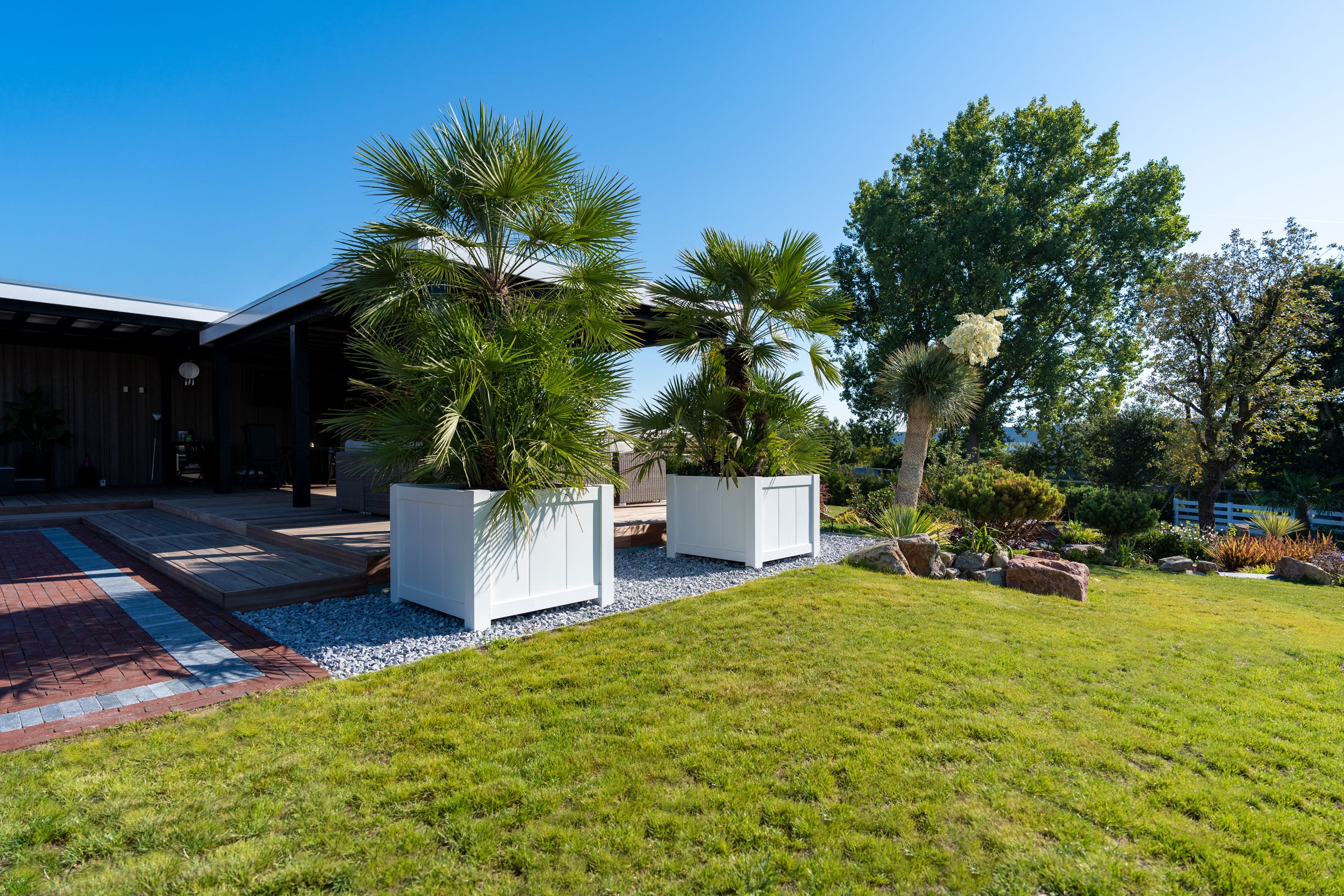 Modern outdoor landscaping with two tall green palm trees in large white rectangular planters on a gravel bed, set in front of a contemporary house on a bright green lawn under a clear blue sky.