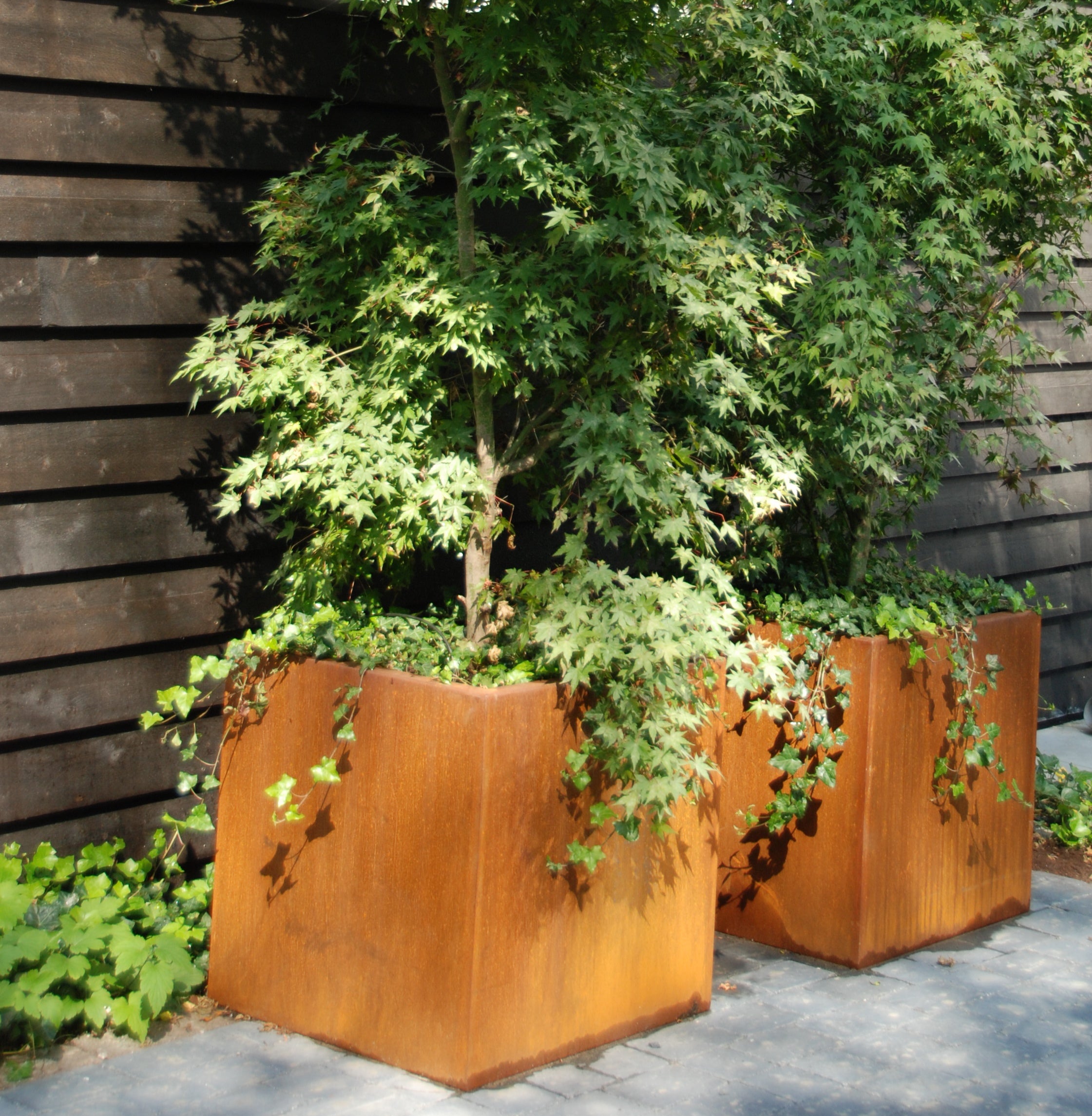 pair of corten steel cube garden planters. Planted with trees and shrubs