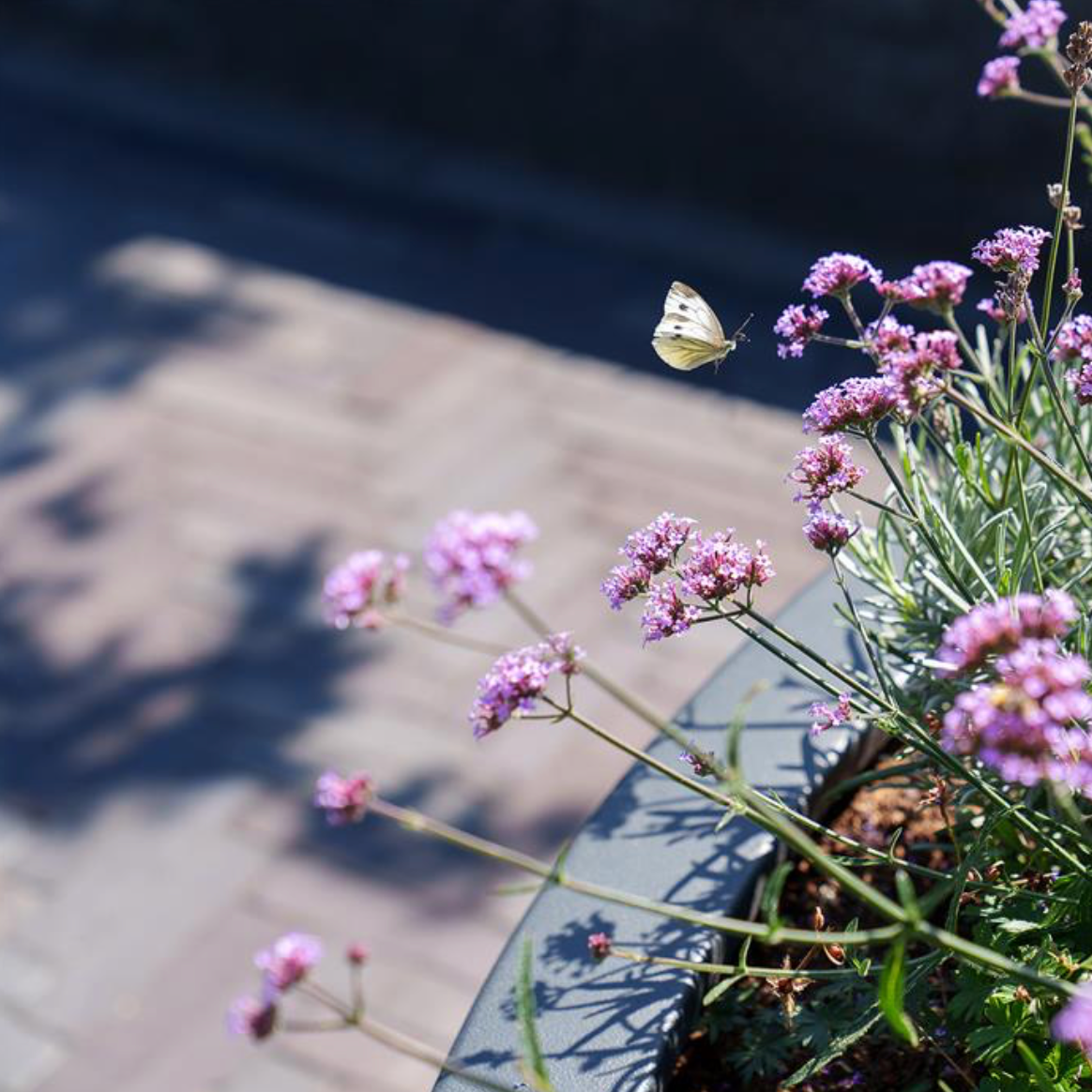 close up of the rim of fiberglass planter and flowers