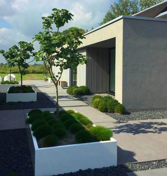 three white rectangular garden planters planted with trees and shrubs