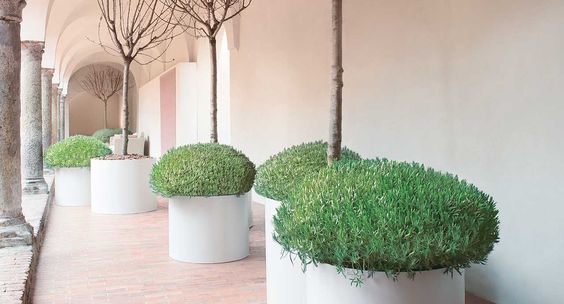different sized round white coated steel planters. planted with green bushes