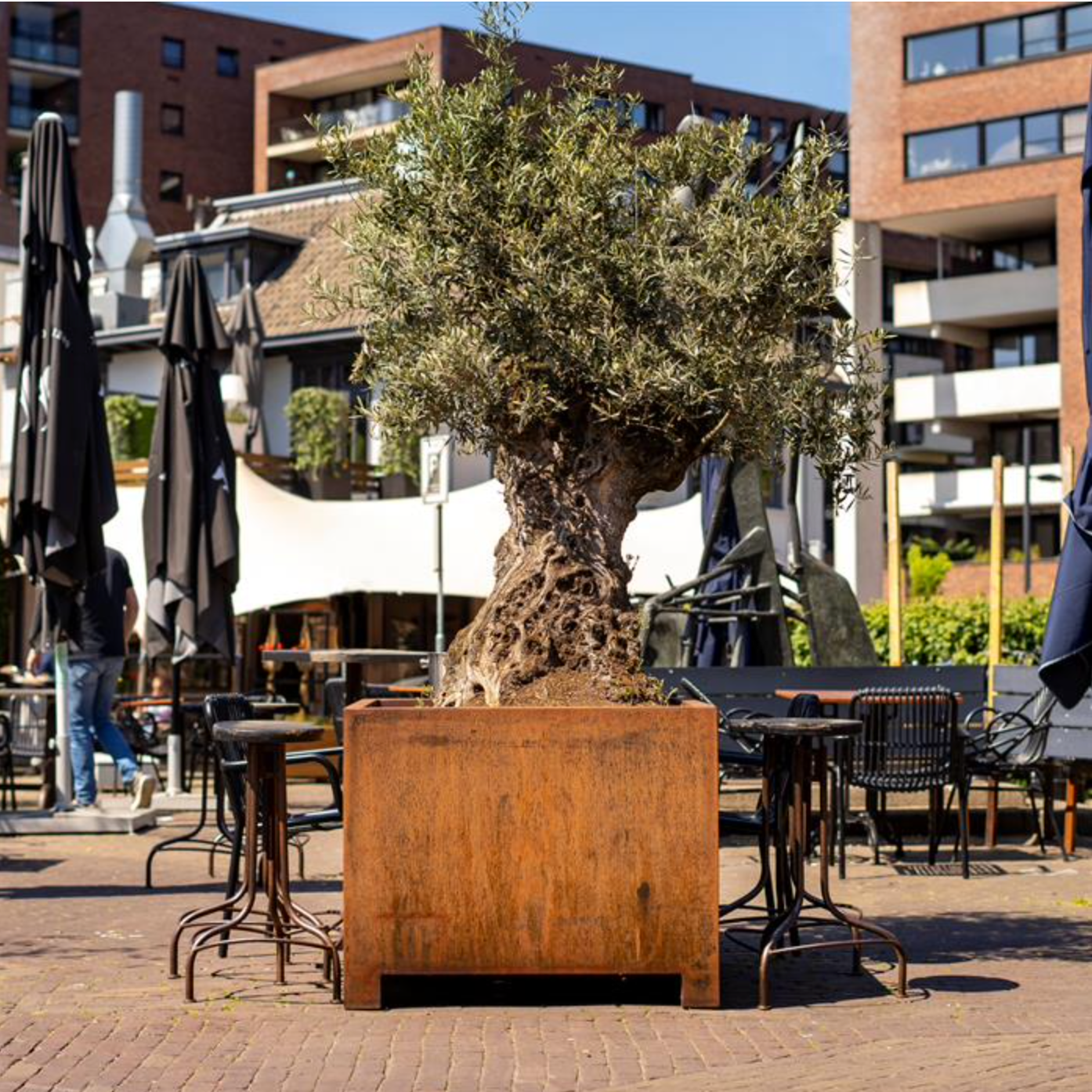cube corten steel planter with feet, panted with a tree