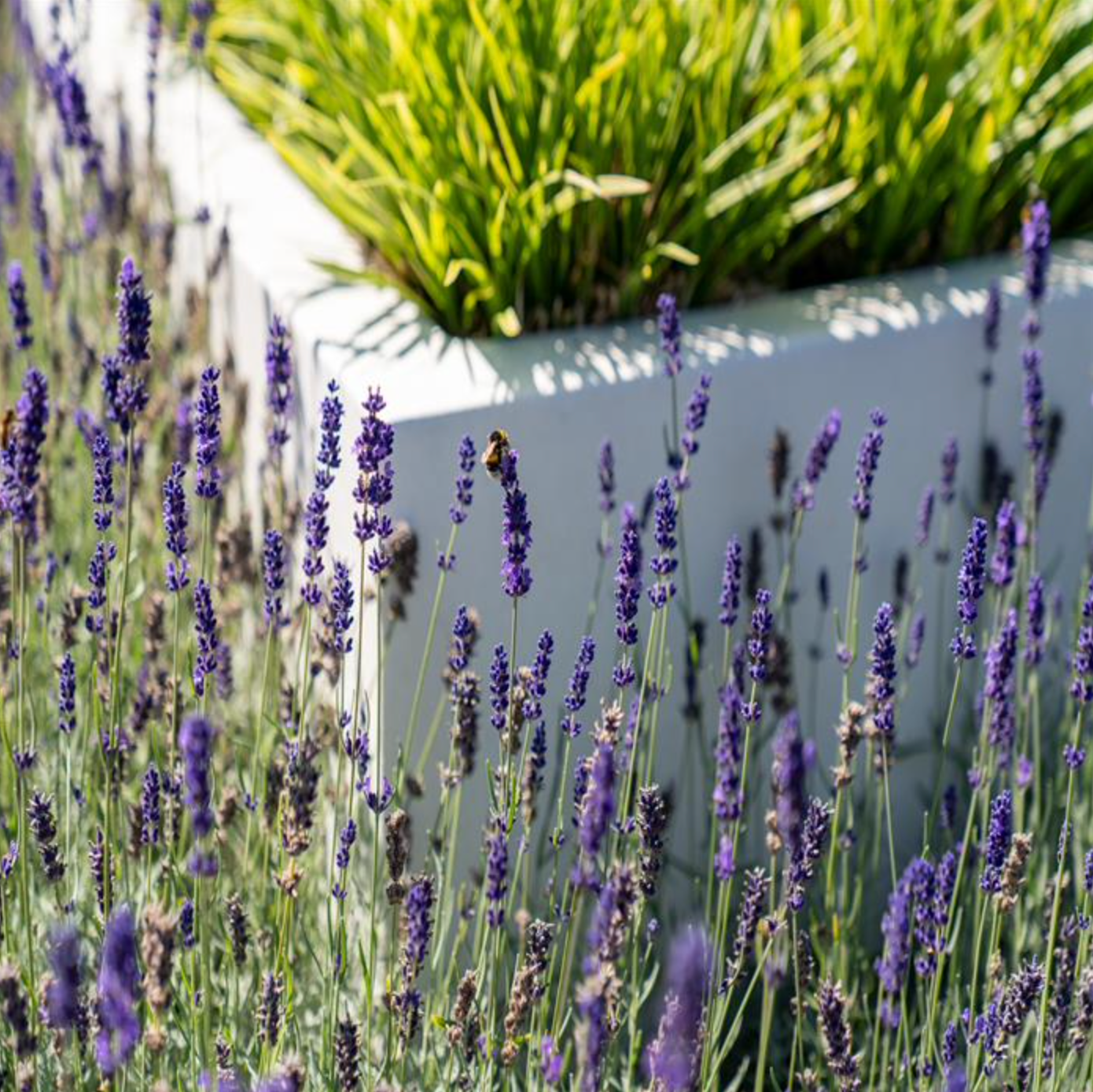 white cube fiberglass planter surrounded by lavender