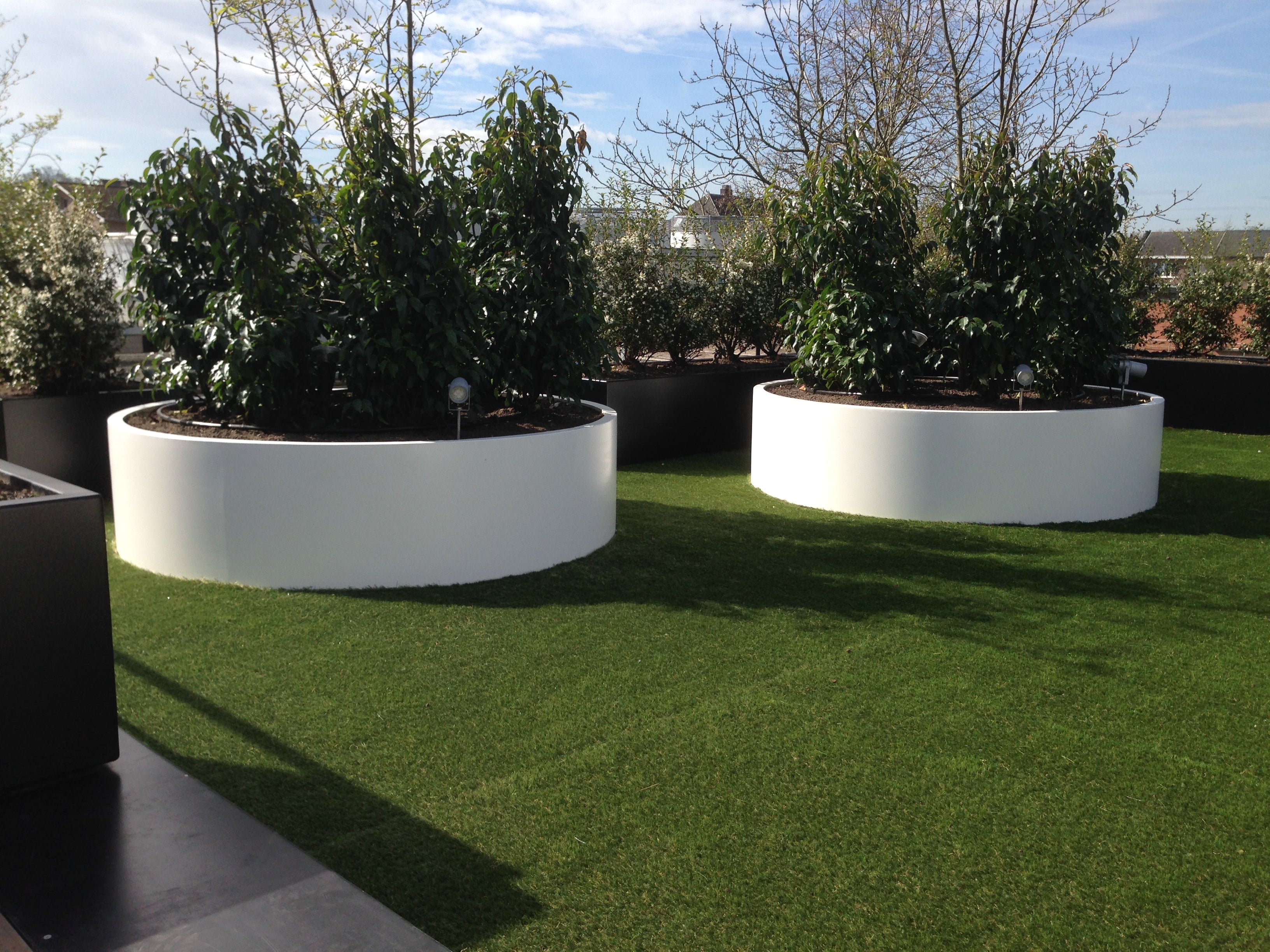 large white planters. situated on a lawn and planted with trees
