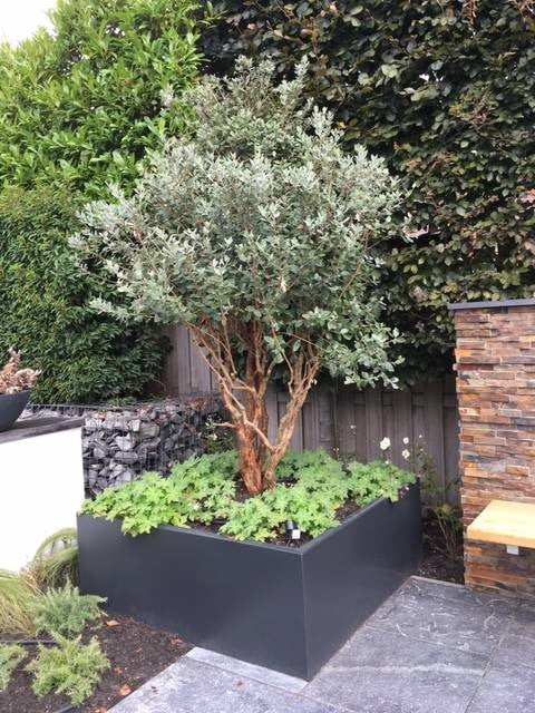 square black steel powder coated garden planter with tree in it