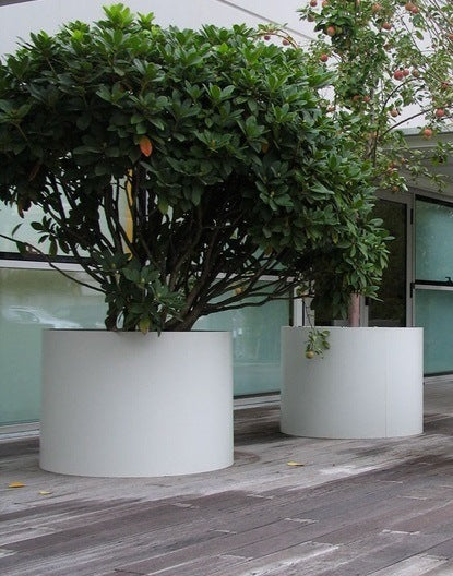 two round white coated steel large planters on decking planted with trees