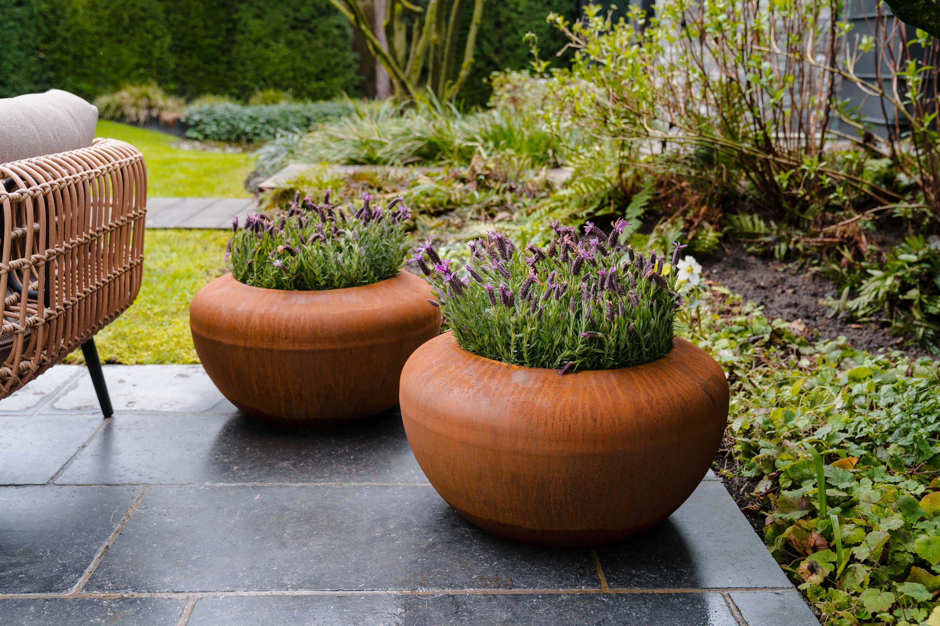 two round rust coloured planters planted with purple flowers on paving next to flower bed