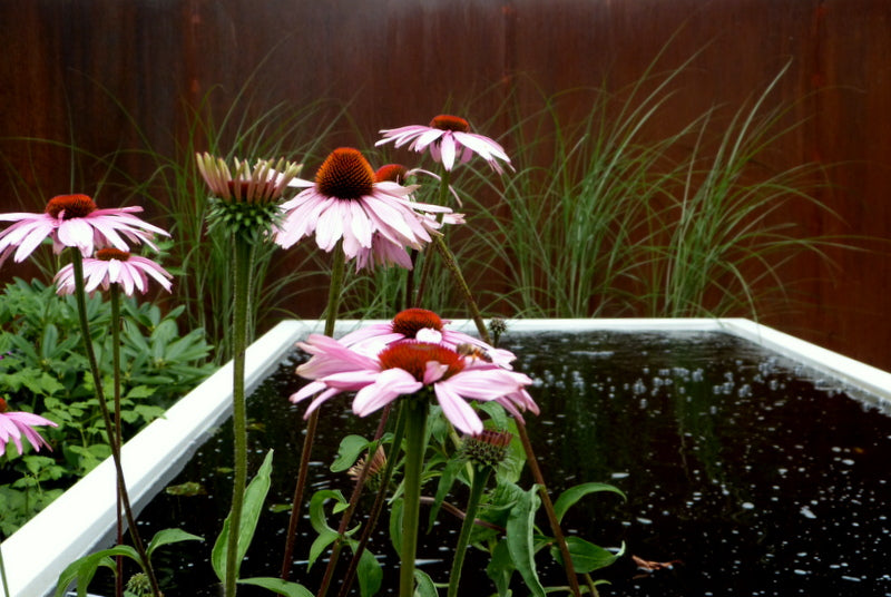 Pink flowers with green leaves near a water feature