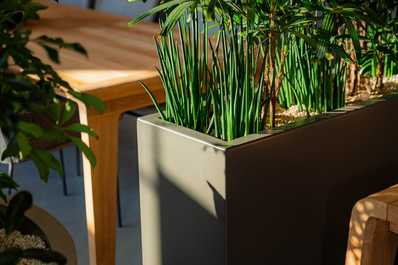 Tall green plant in a modern planter with a blurred background