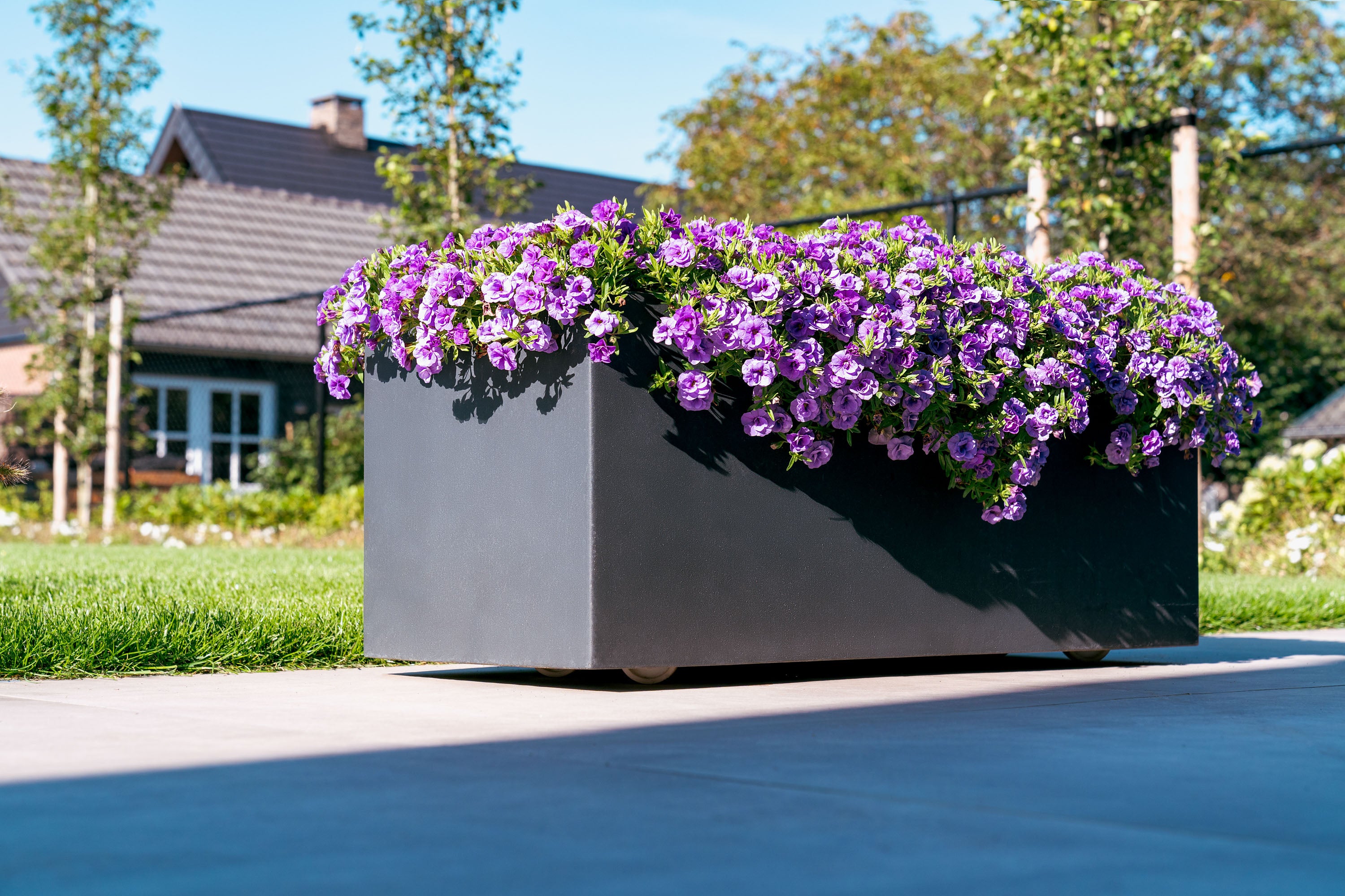 black trough with wheels plant with purple flowers next to lawn