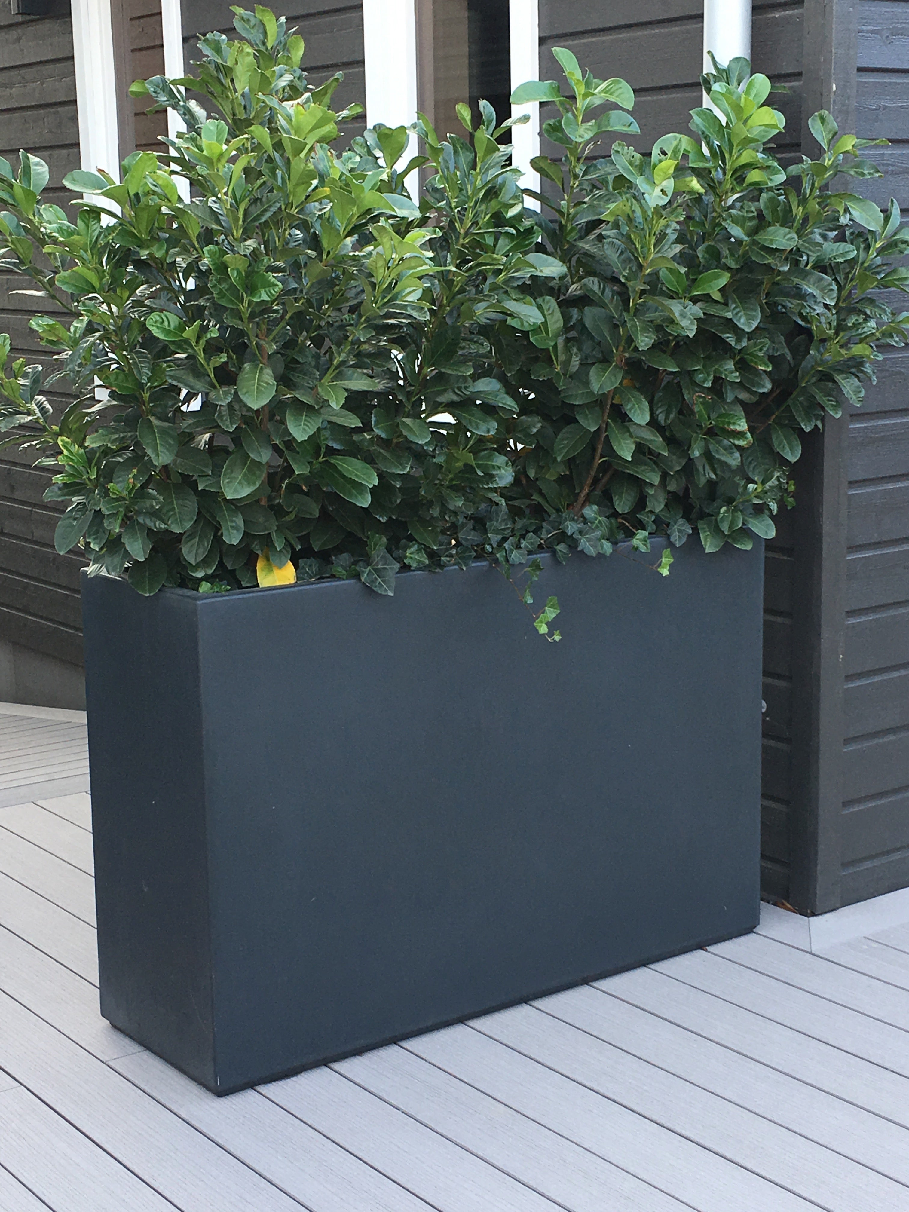 black trough on decking planted with shrubs