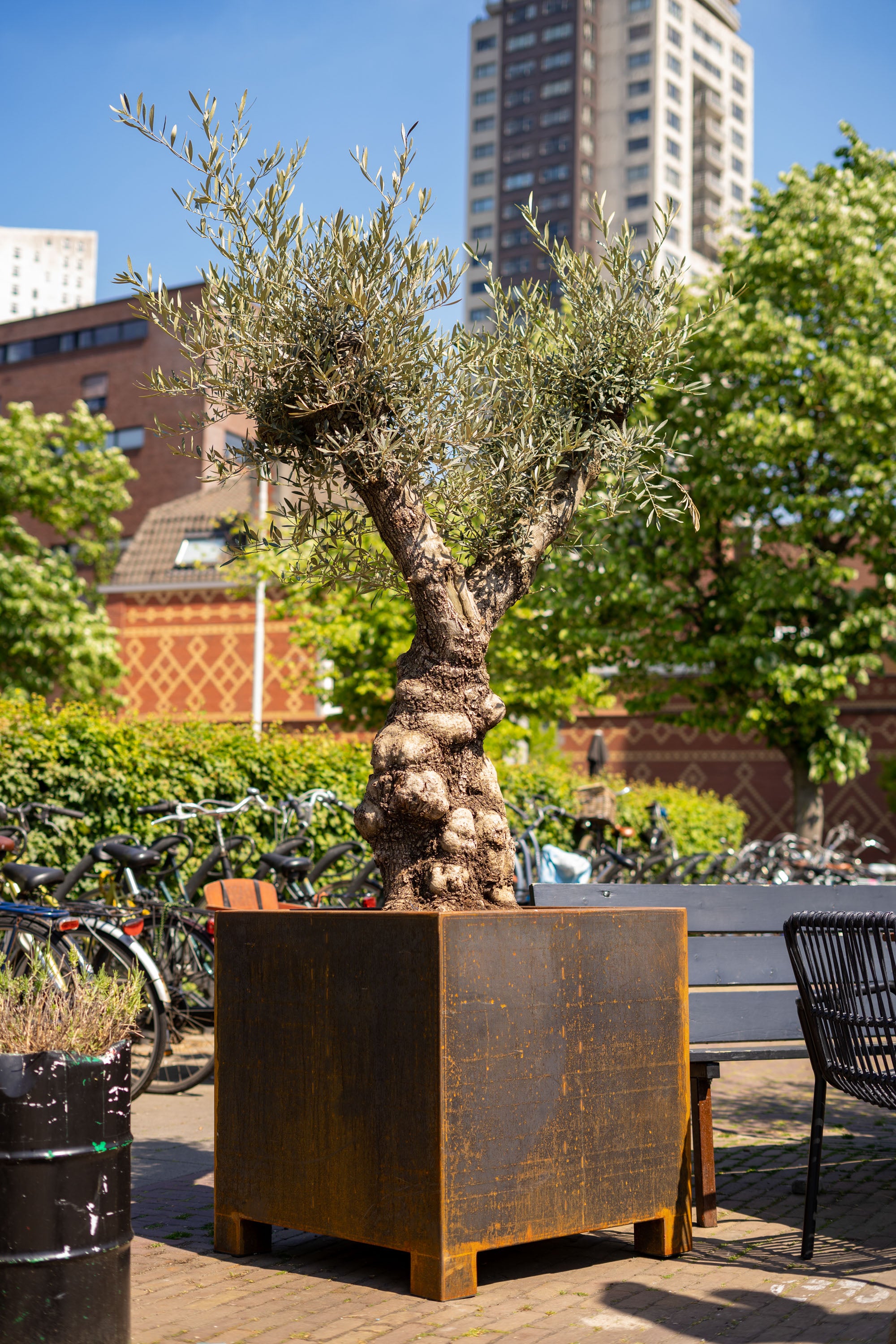 Olive tree in a large metal planter with urban background