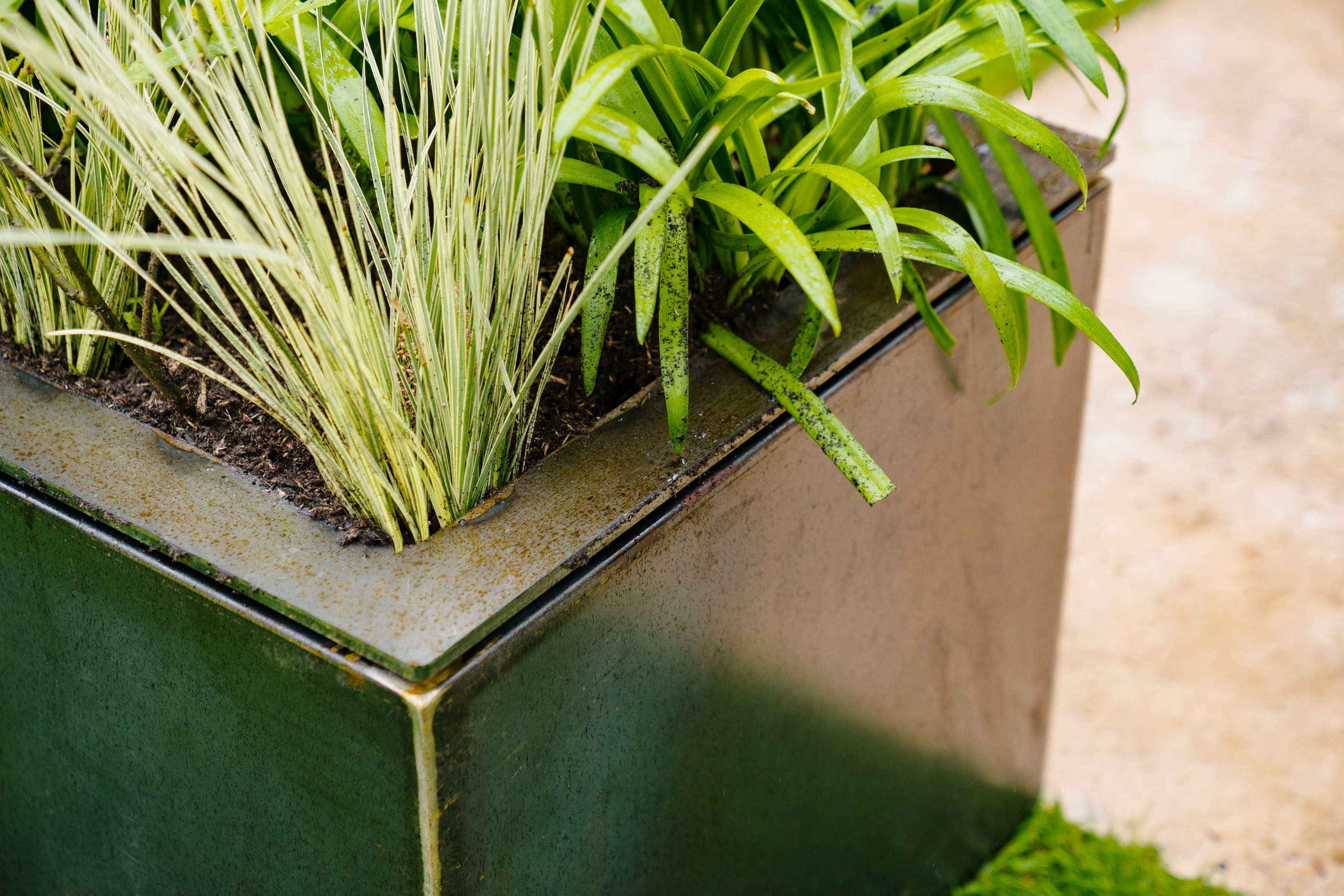 detail of metal planter with floating rim planted with grasses