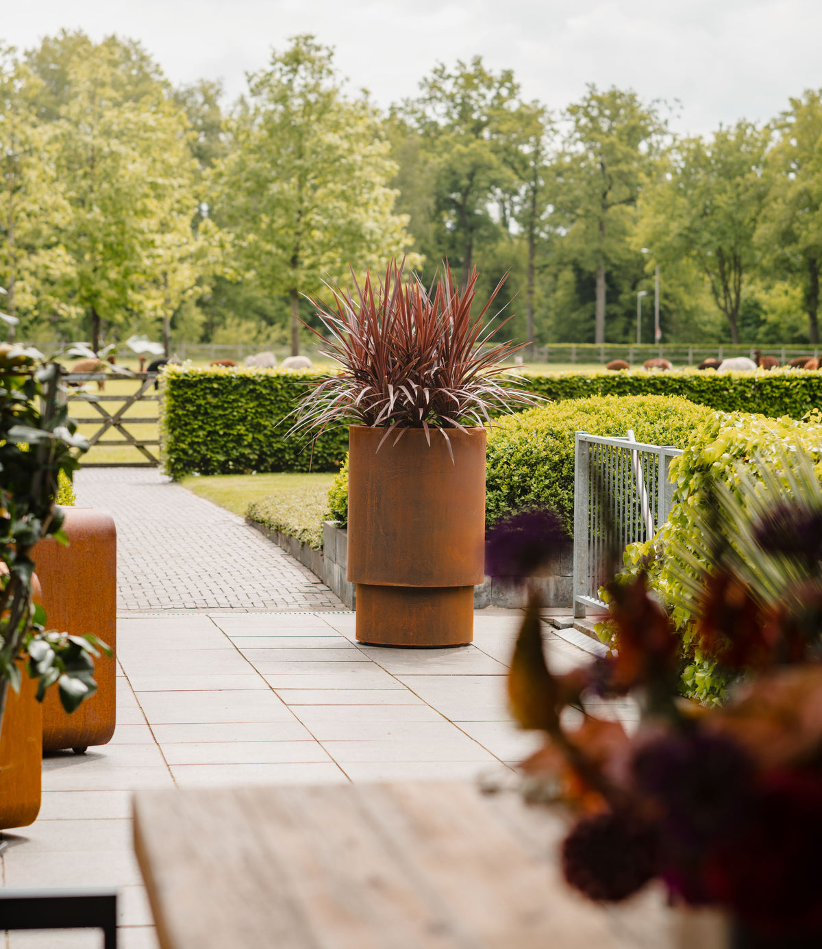 A large cylindrical terracotta planter holding a spiky ornamental grass with reddish-purple foliage, placed on a paved walkway in a landscaped garden with trimmed hedges and trees in the background.