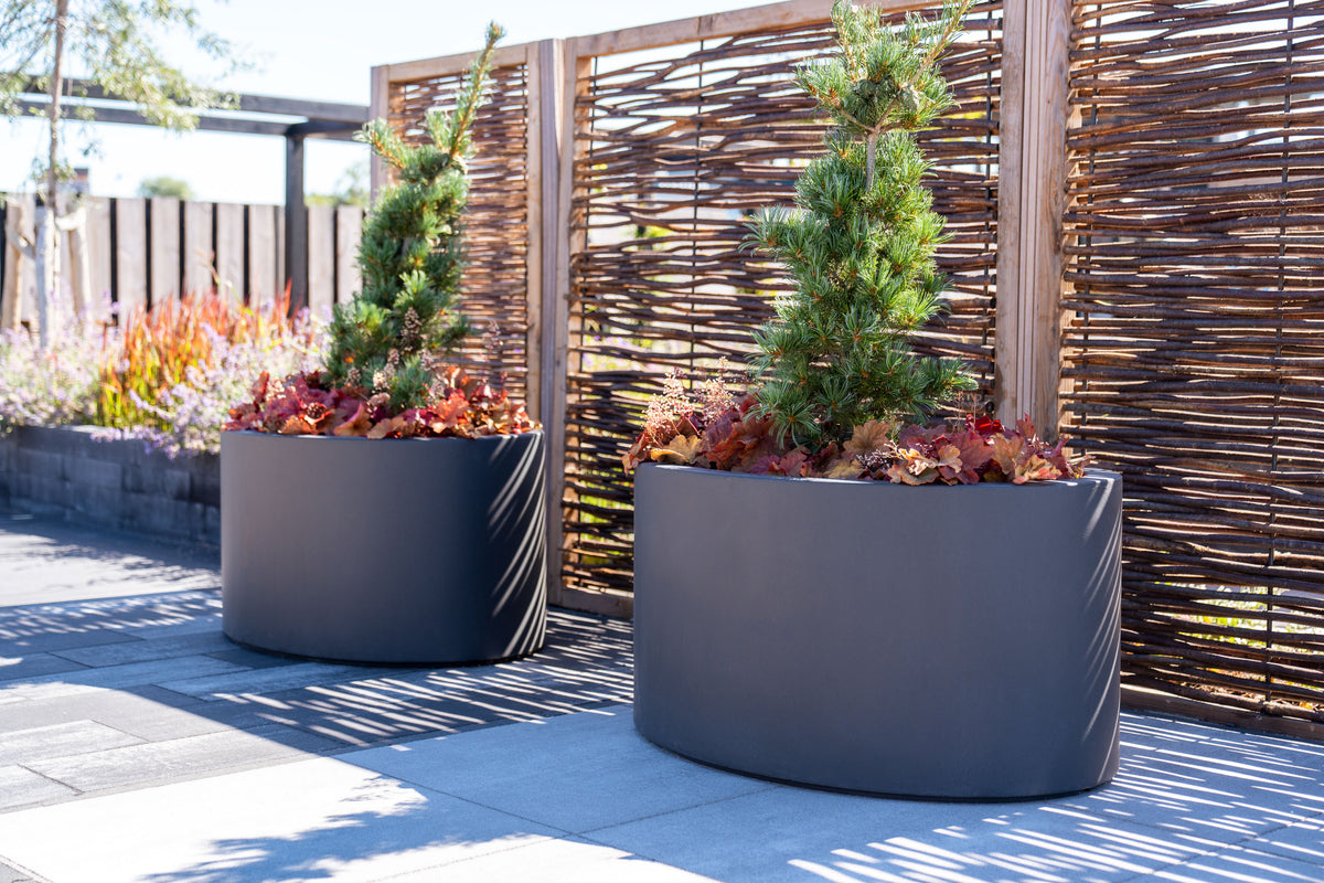 Two large round dark gray planter boxes with conical green trees and reddish foliage, set on a paved patio in front of a wicker fence.