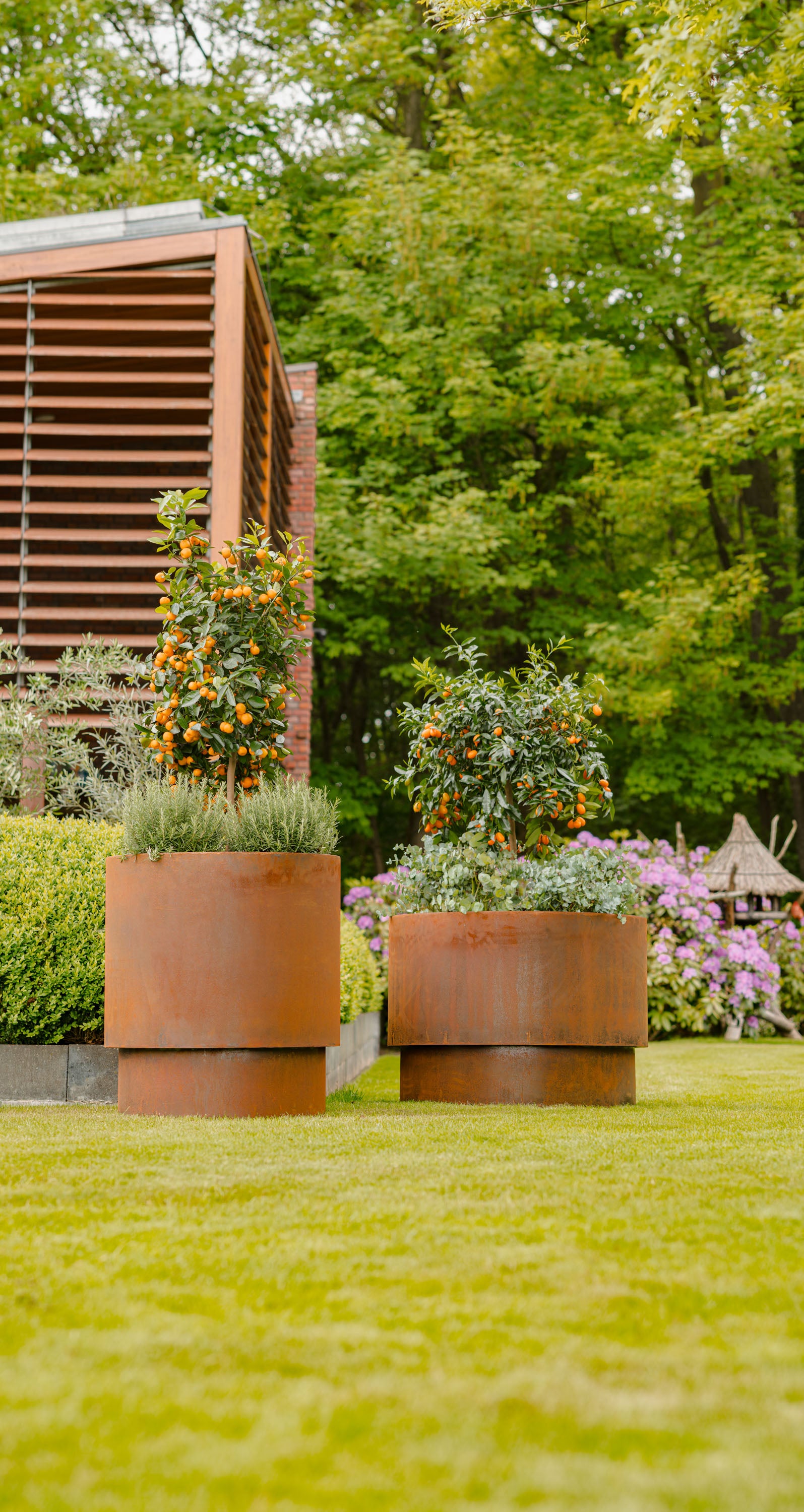 Two large cylindrical rusted metal planter pots on a green lawn, each holding a small ornamental tree or shrub, with a garden, trees, and part of a wooden structure in the background.
