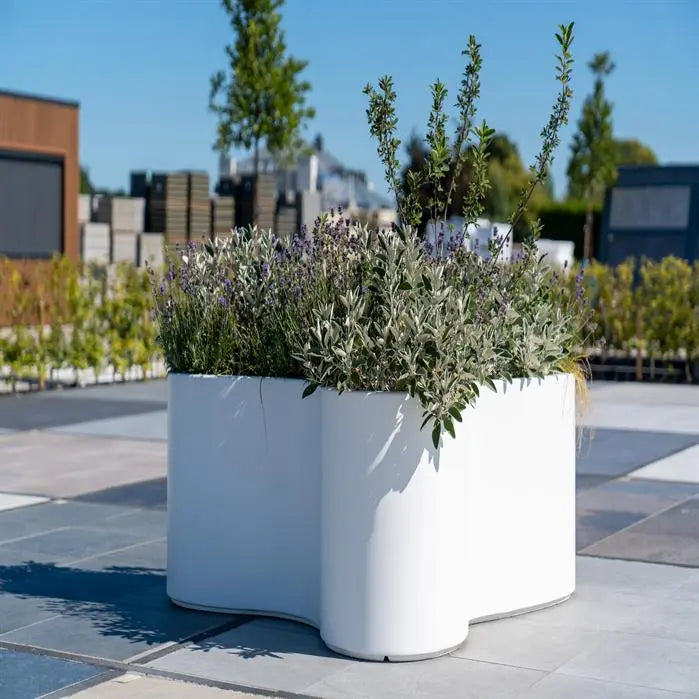 small curvy white planter with lavender on paving