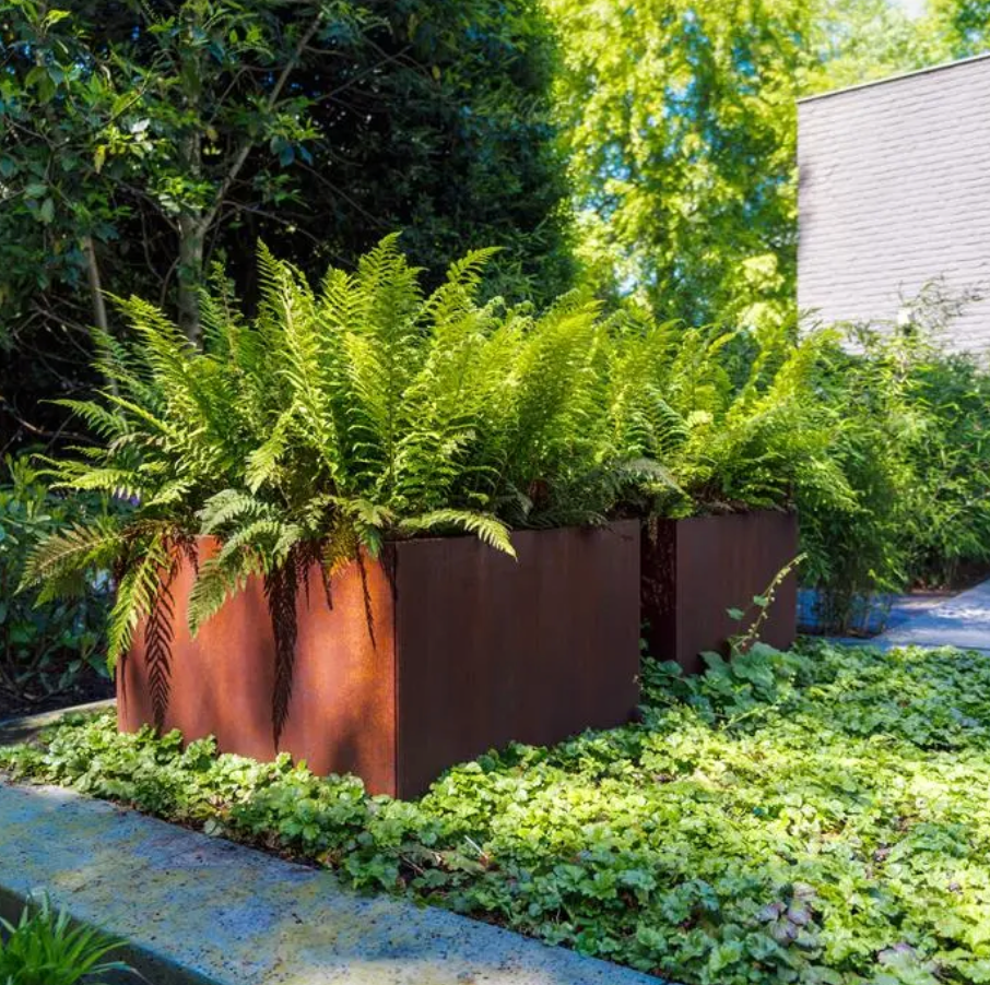 corten planter with ferns