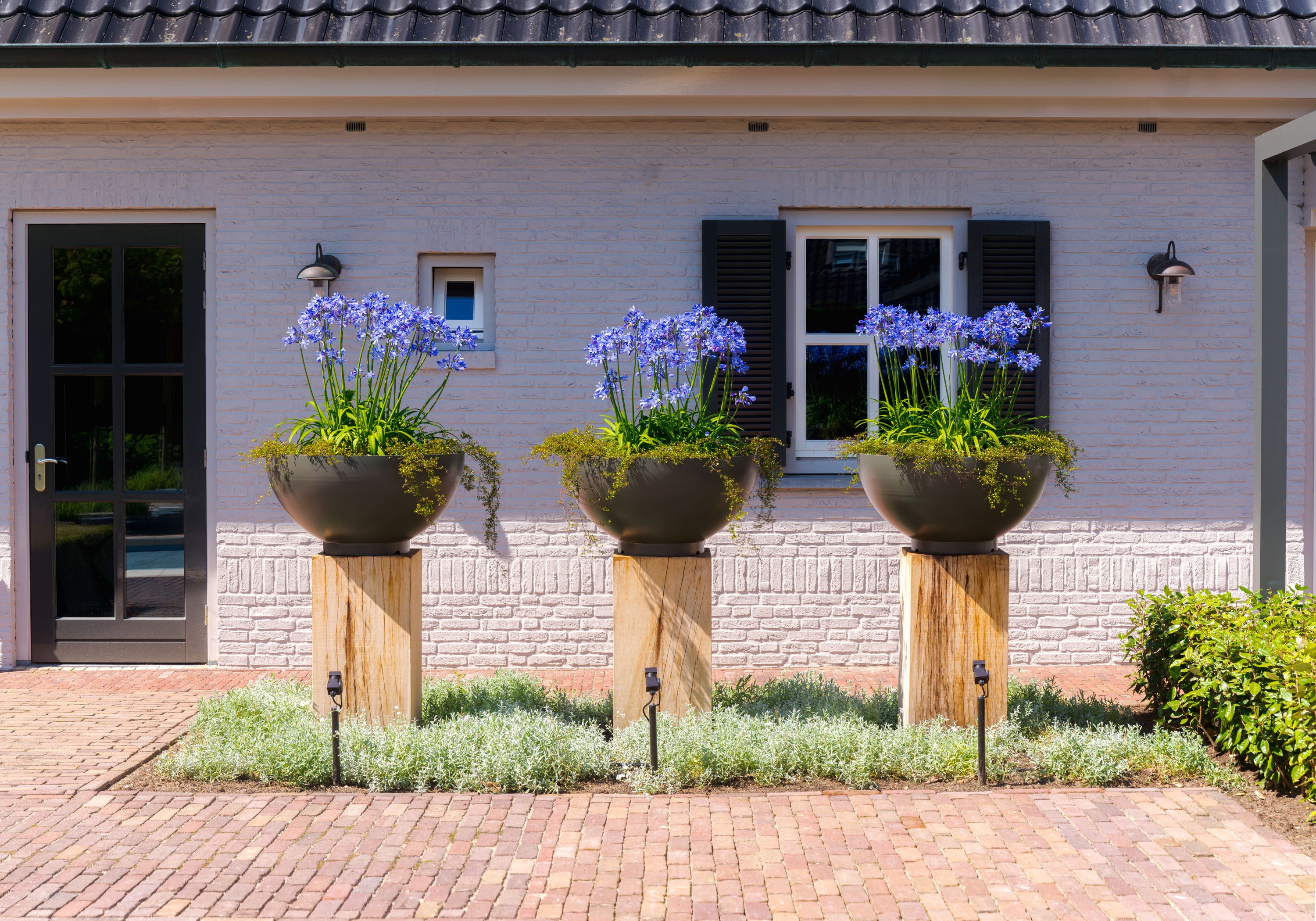Three flower pots with blue flowers in front of a house.