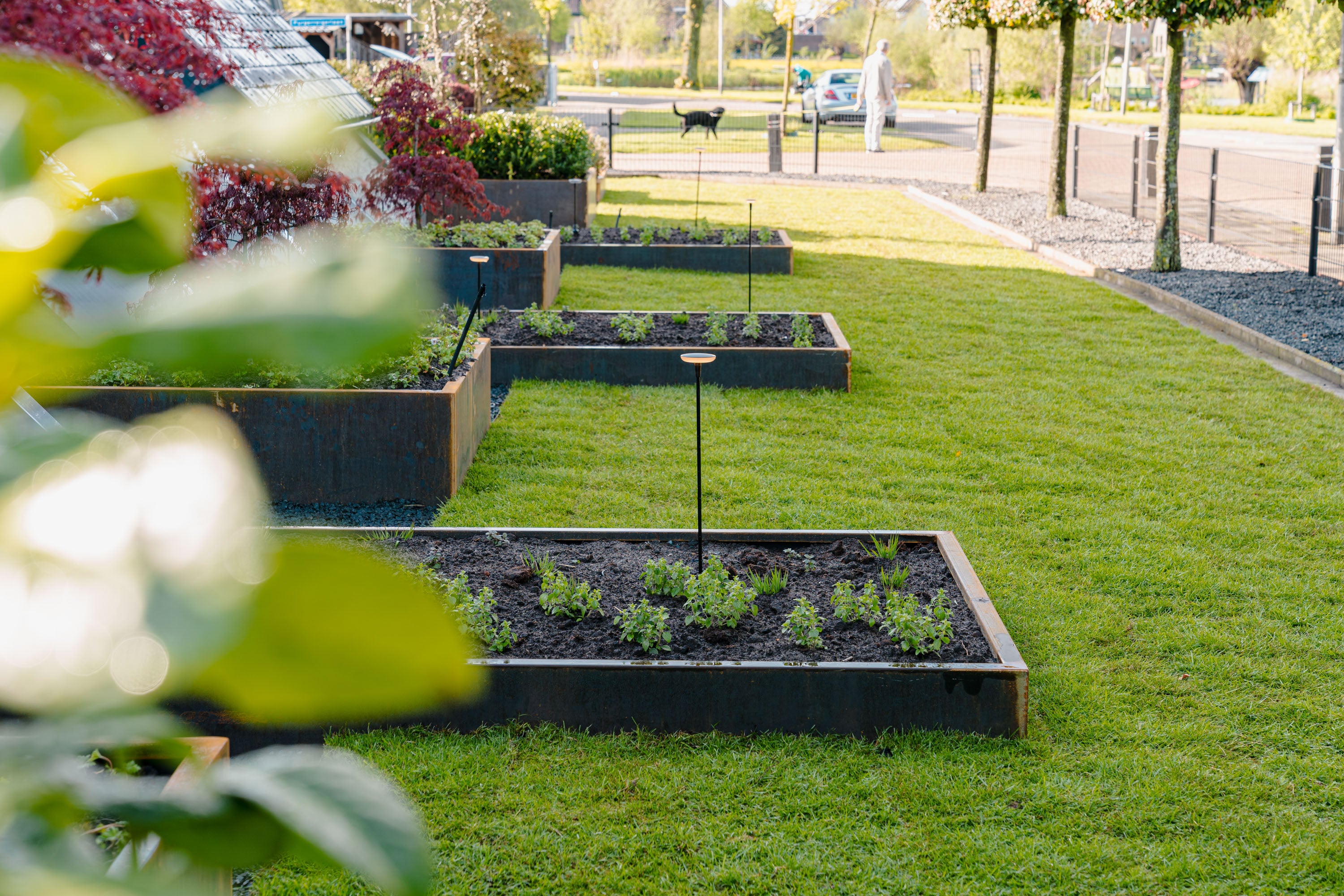 Garden with raised beds and a view of a street in the background