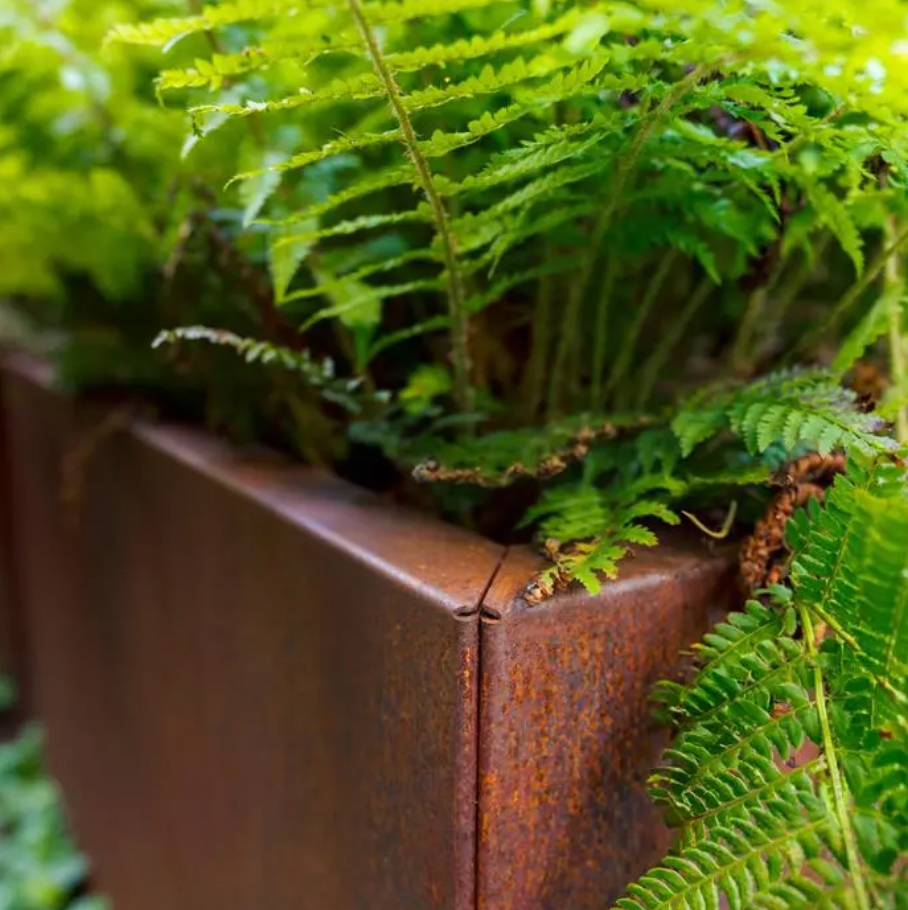 detail of rusted garden planter with ferns