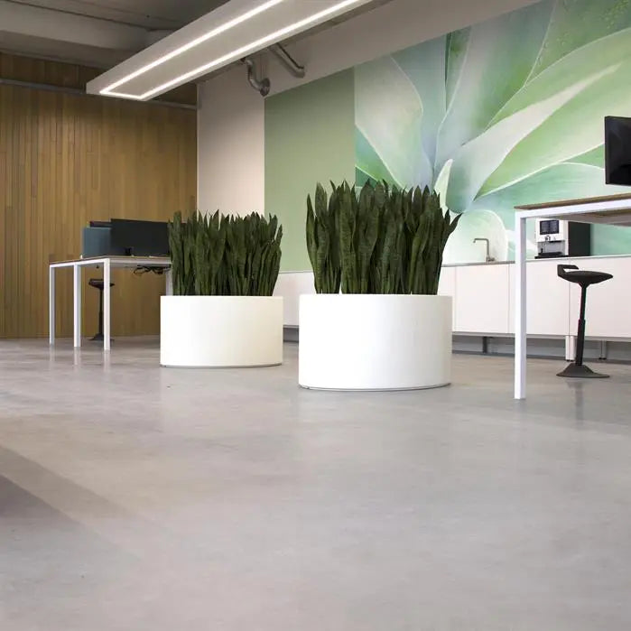 two white ellipse shaped garden planters situated inside & planted with ferns