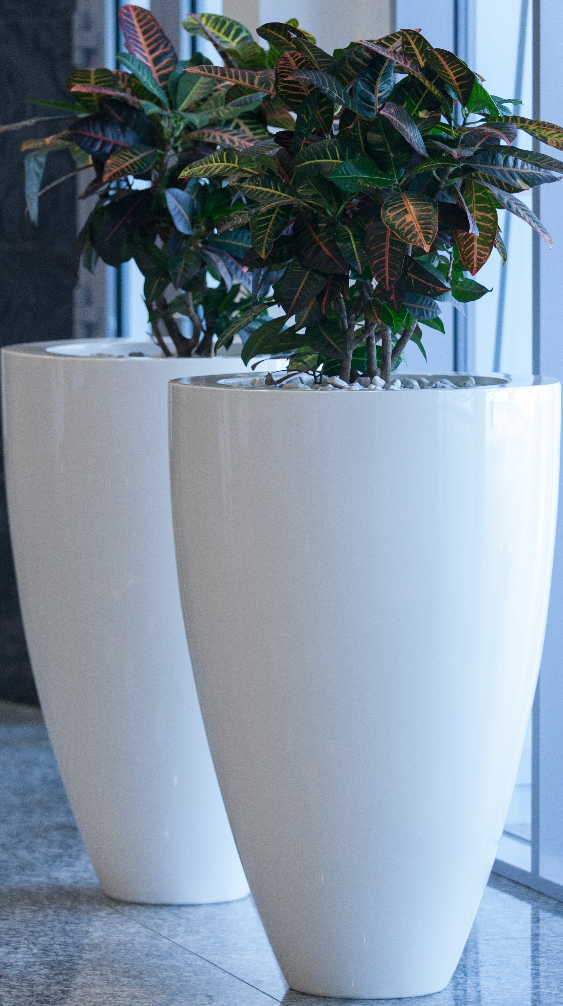 2 High Gloss White Fiberglass Garden Planter indoors planted