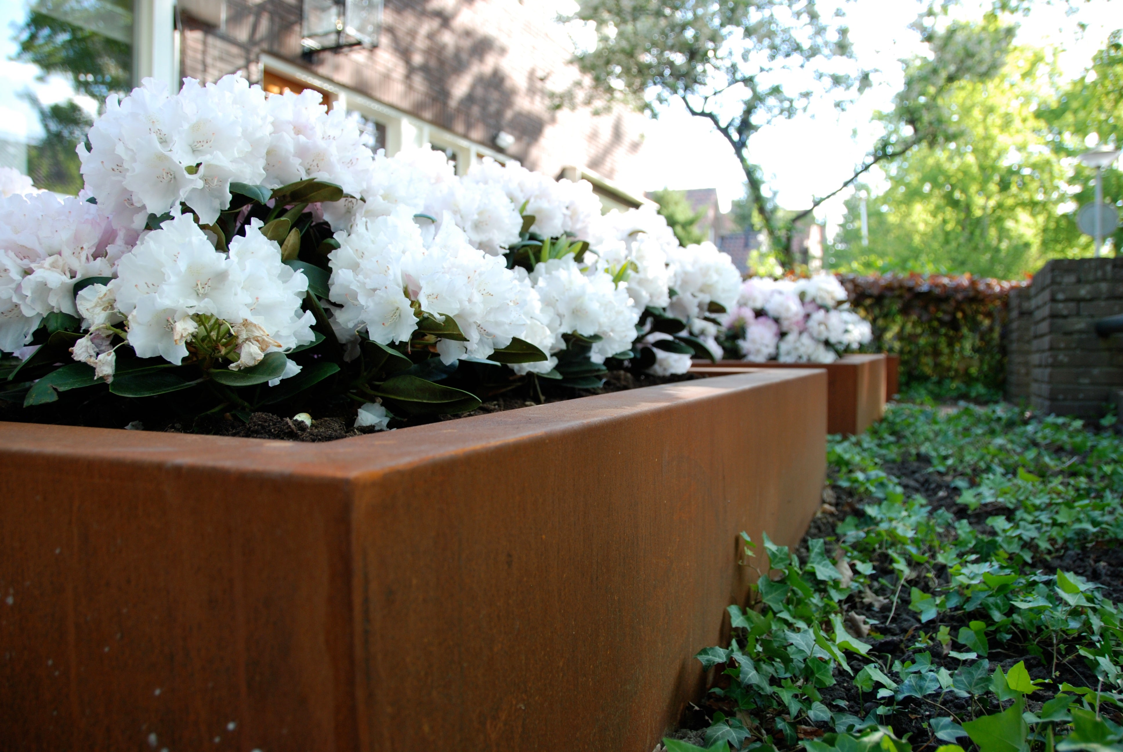 established corten steel cube planters.  Planted with white flowers
