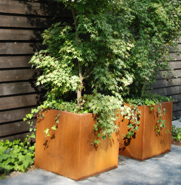 pair of corten steel cube garden planters.  Planted with trees and shrubs