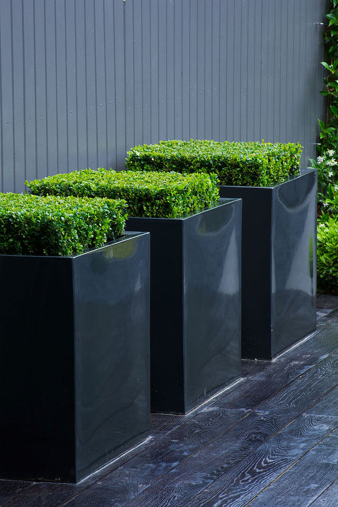 three square glossy black garden planters, planted with shrubs