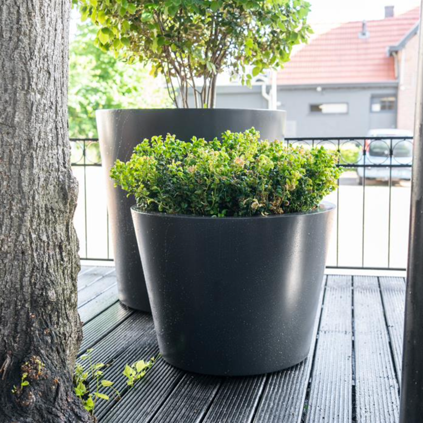 two black aluminium planters of different sizes planted with shrubs and trees