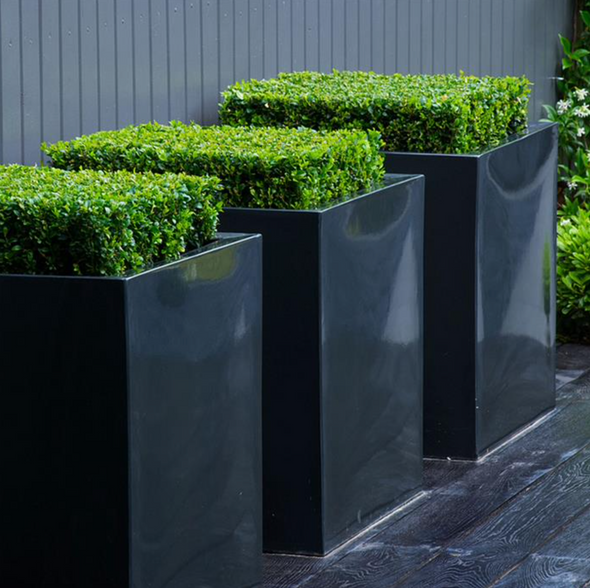 glossy black fiberglass planters in a row of three planted with box hedge plants 