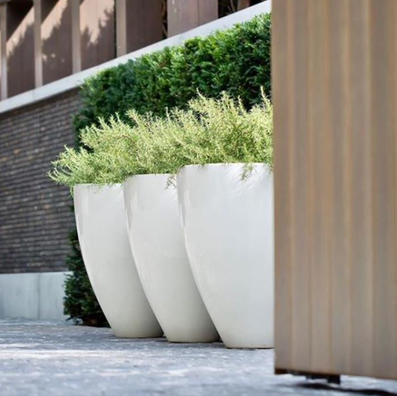 three white glossy garden planters, planted with shrubs