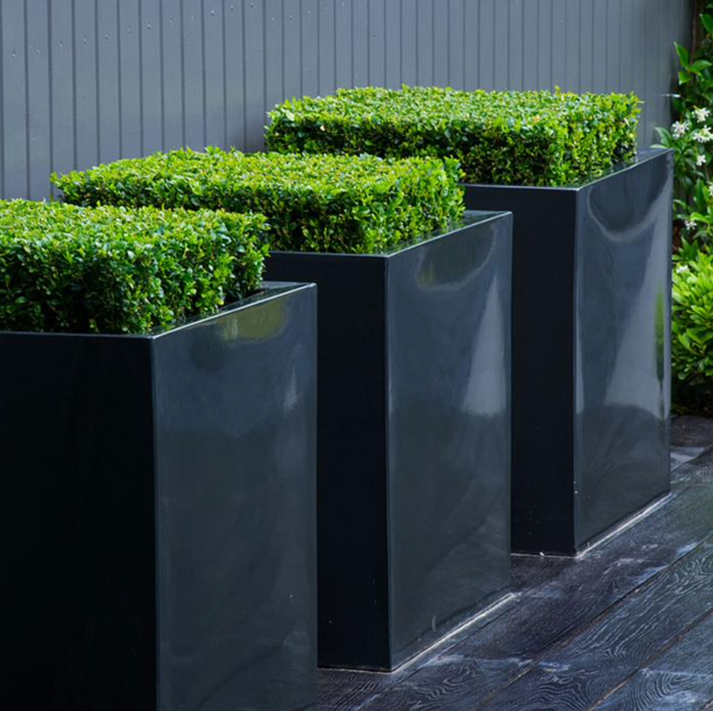 three black fiberglass glossy cube planters with box hedge plants inside