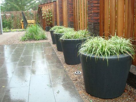 four round black fibreglass outdoor garden planters  in a row,  planted with shrubs