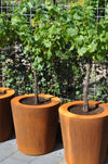 three round corten steel garden planters in a row planted with small trees
